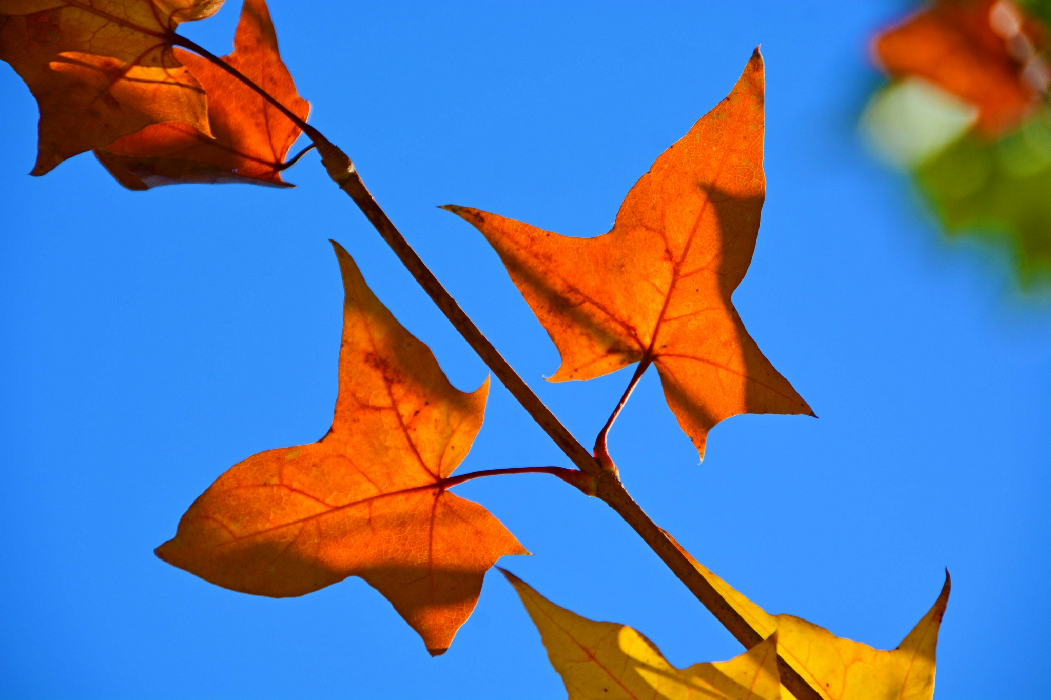 形状很特别的枫叶,原创拍摄