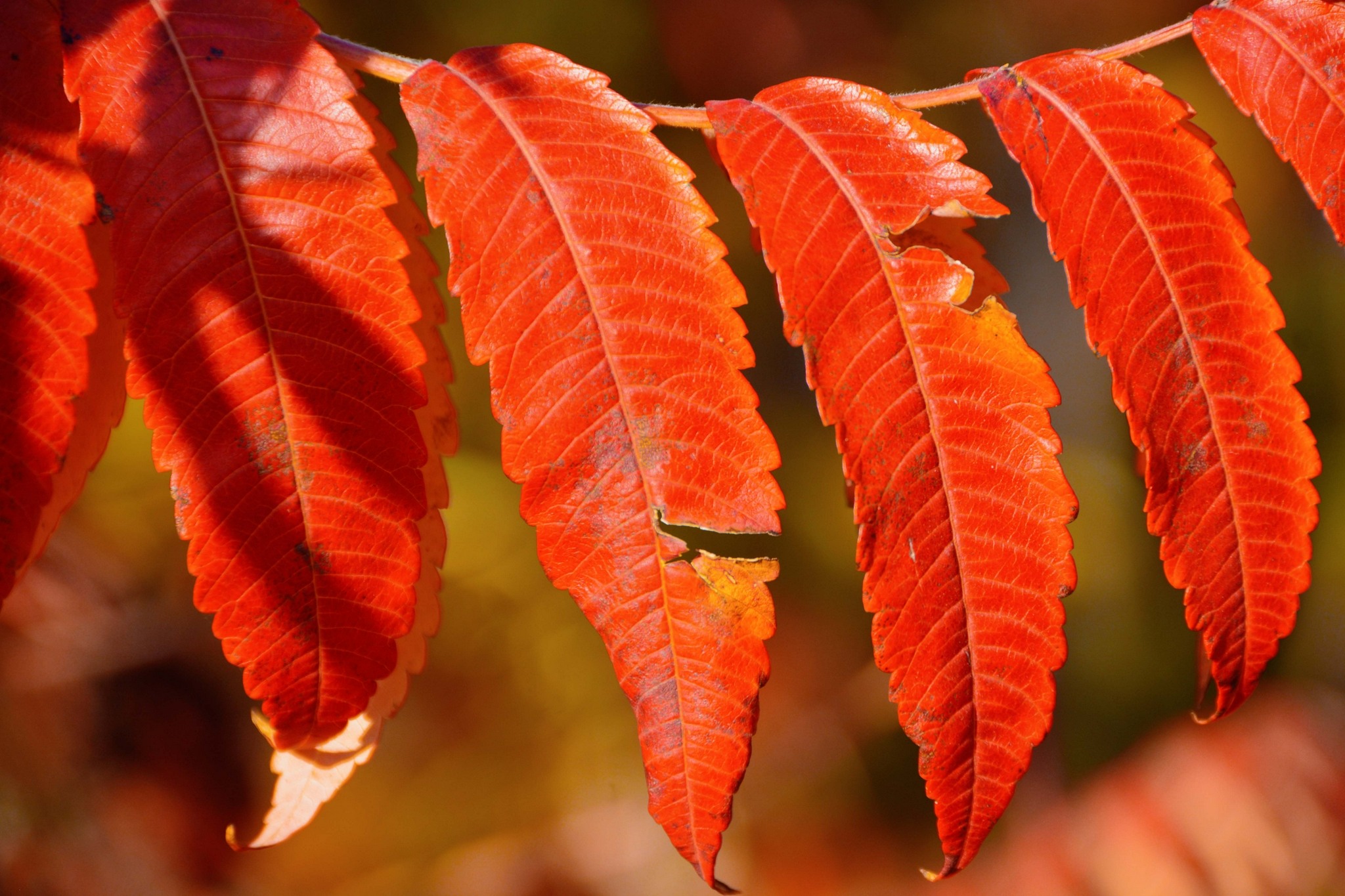 火红的火炬树叶原创拍摄