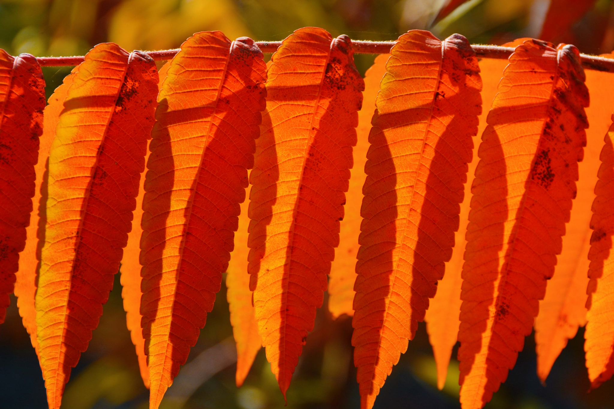 火红的火炬树叶原创拍摄