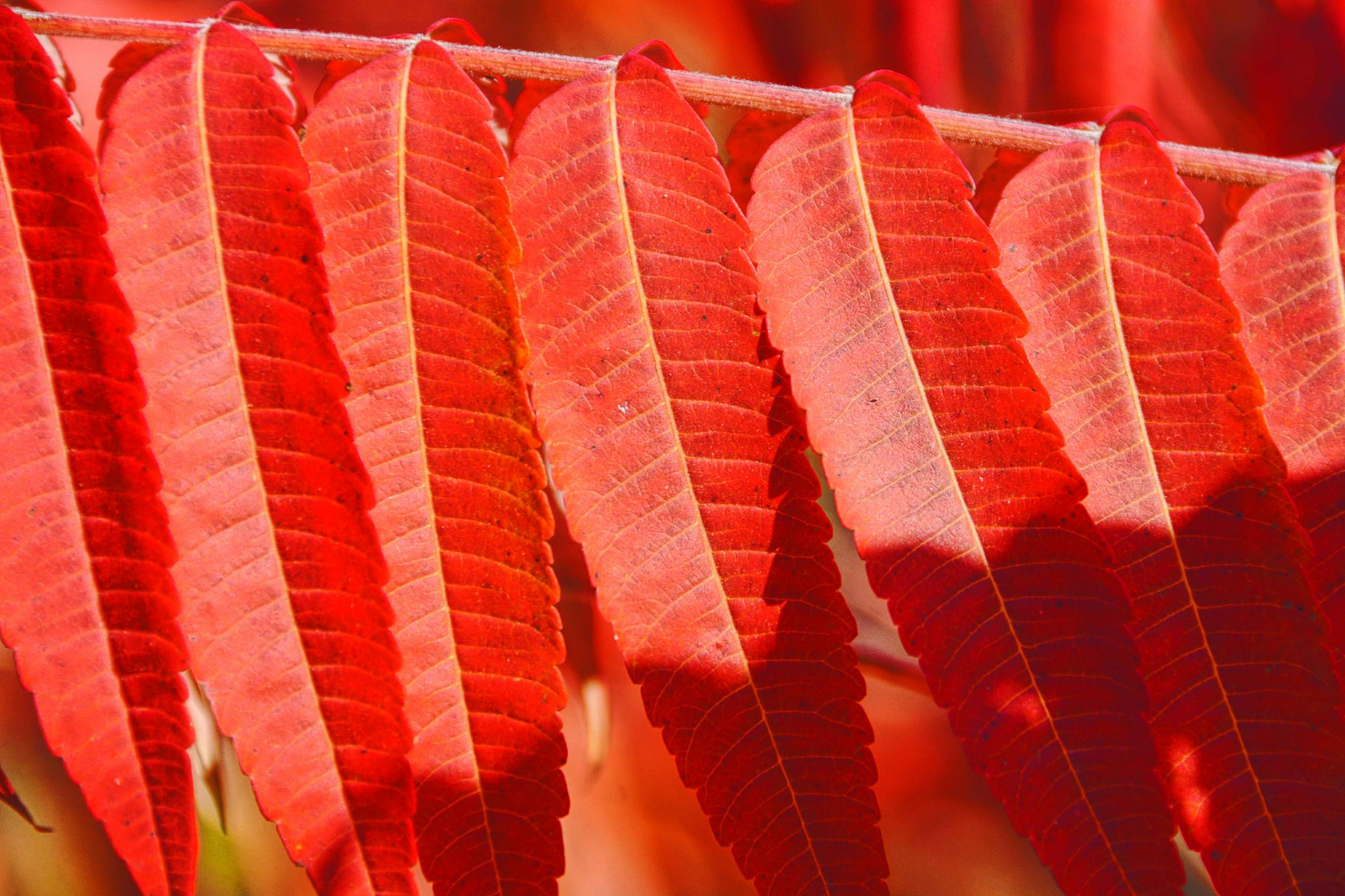 火红的火炬树叶原创拍摄