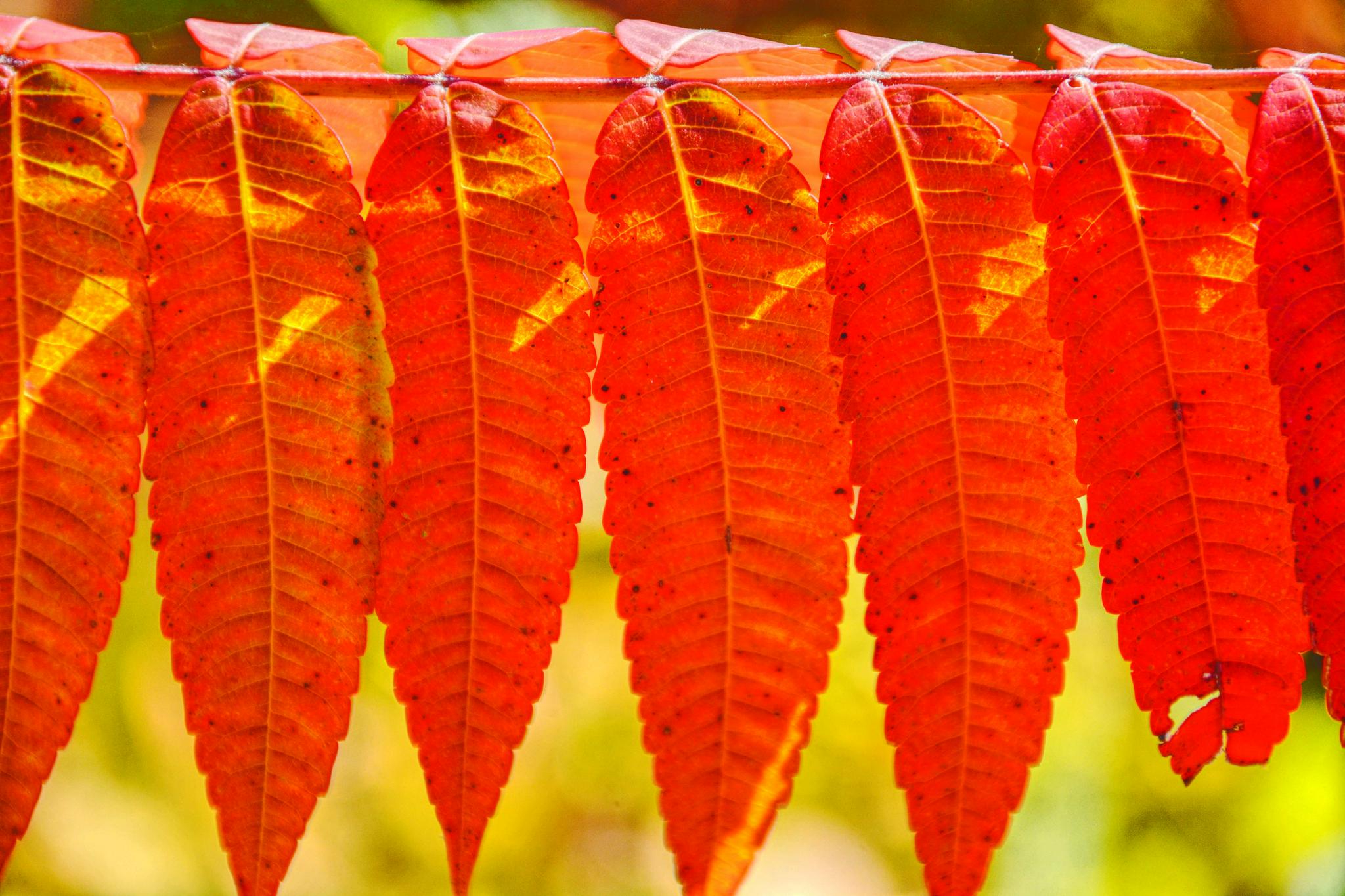 火红的火炬树叶原创拍摄