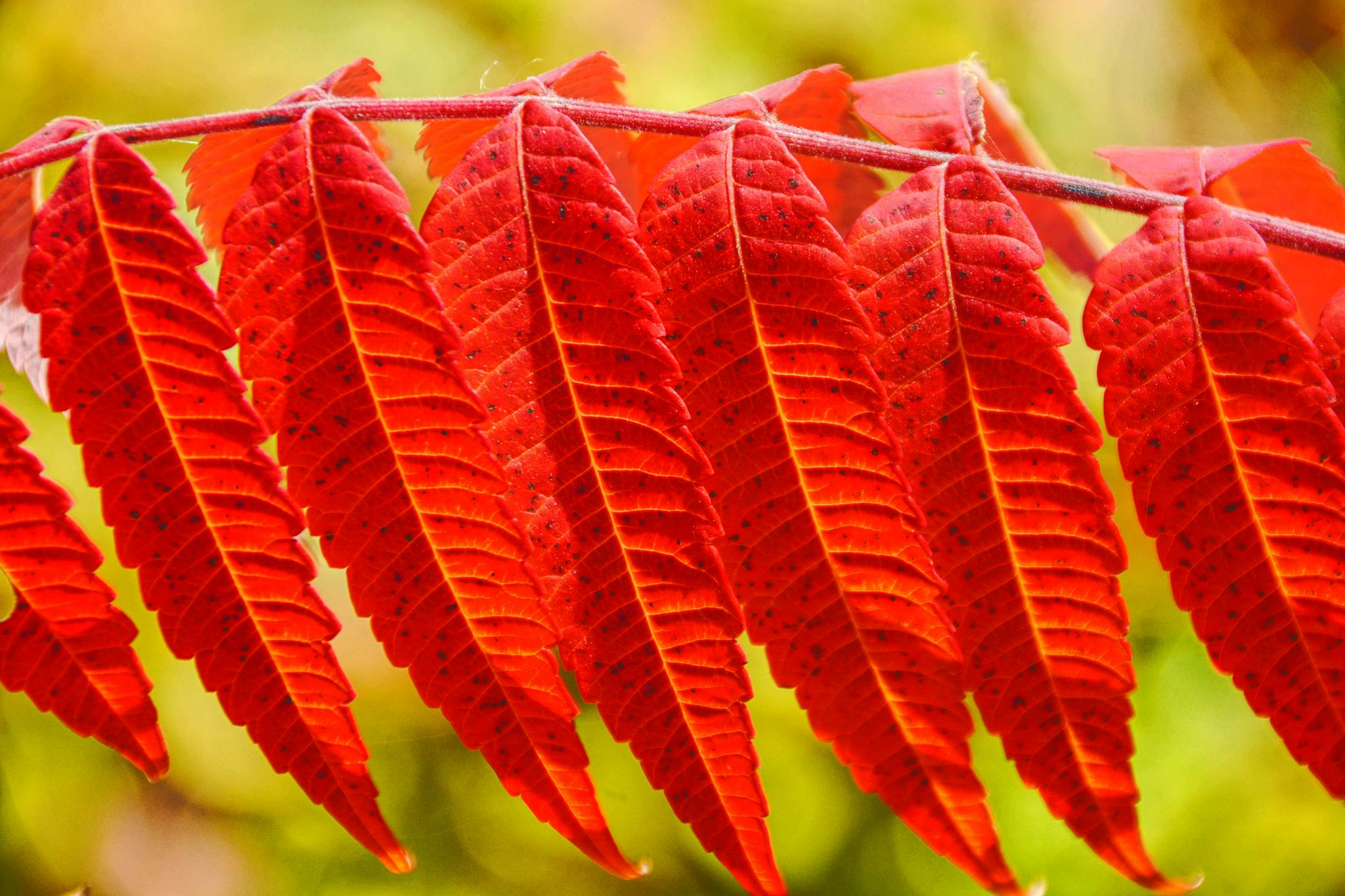 火红的火炬树叶原创拍摄