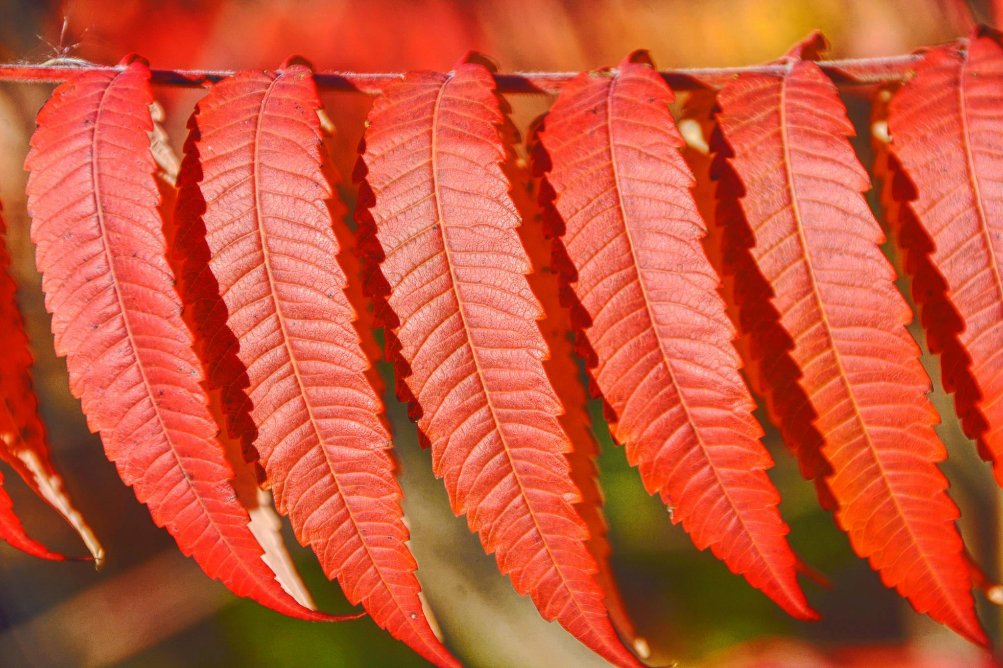 火红的火炬树叶原创拍摄