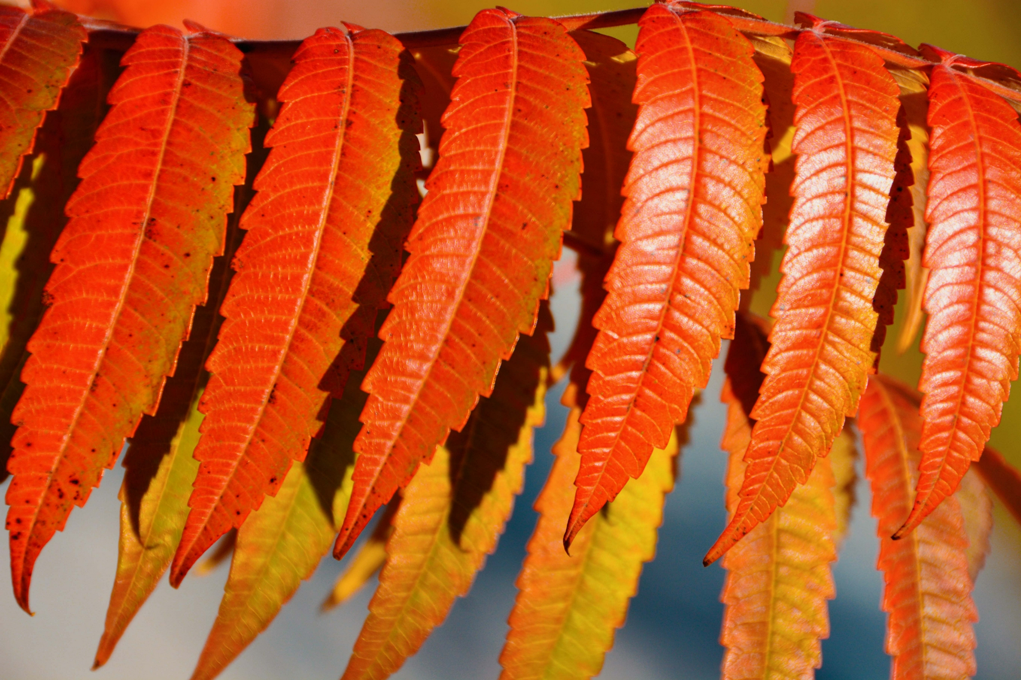 火红的火炬树叶原创拍摄