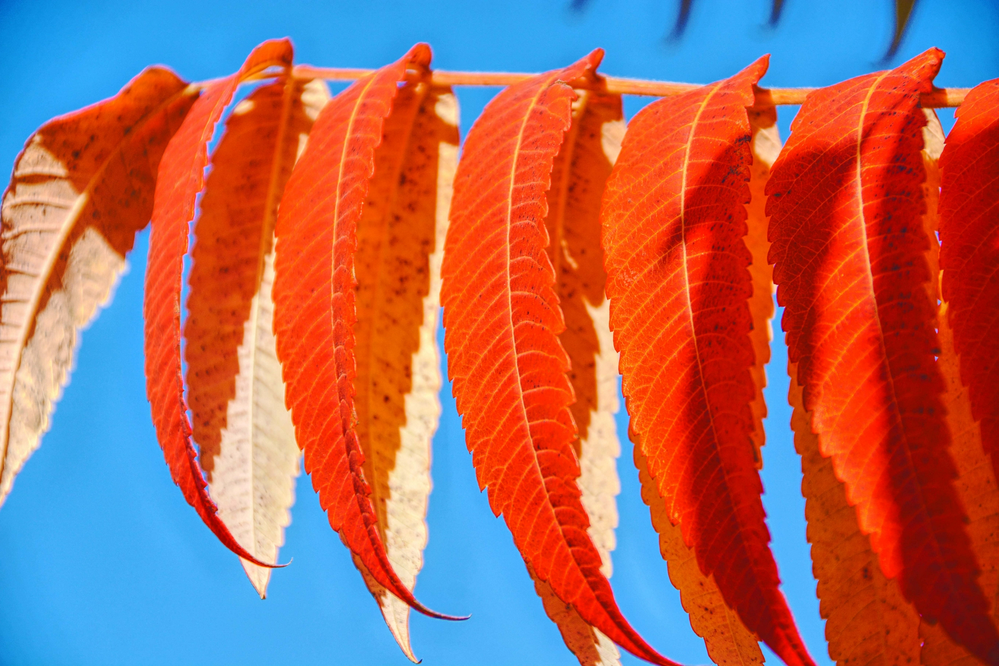 火红的火炬树叶原创拍摄