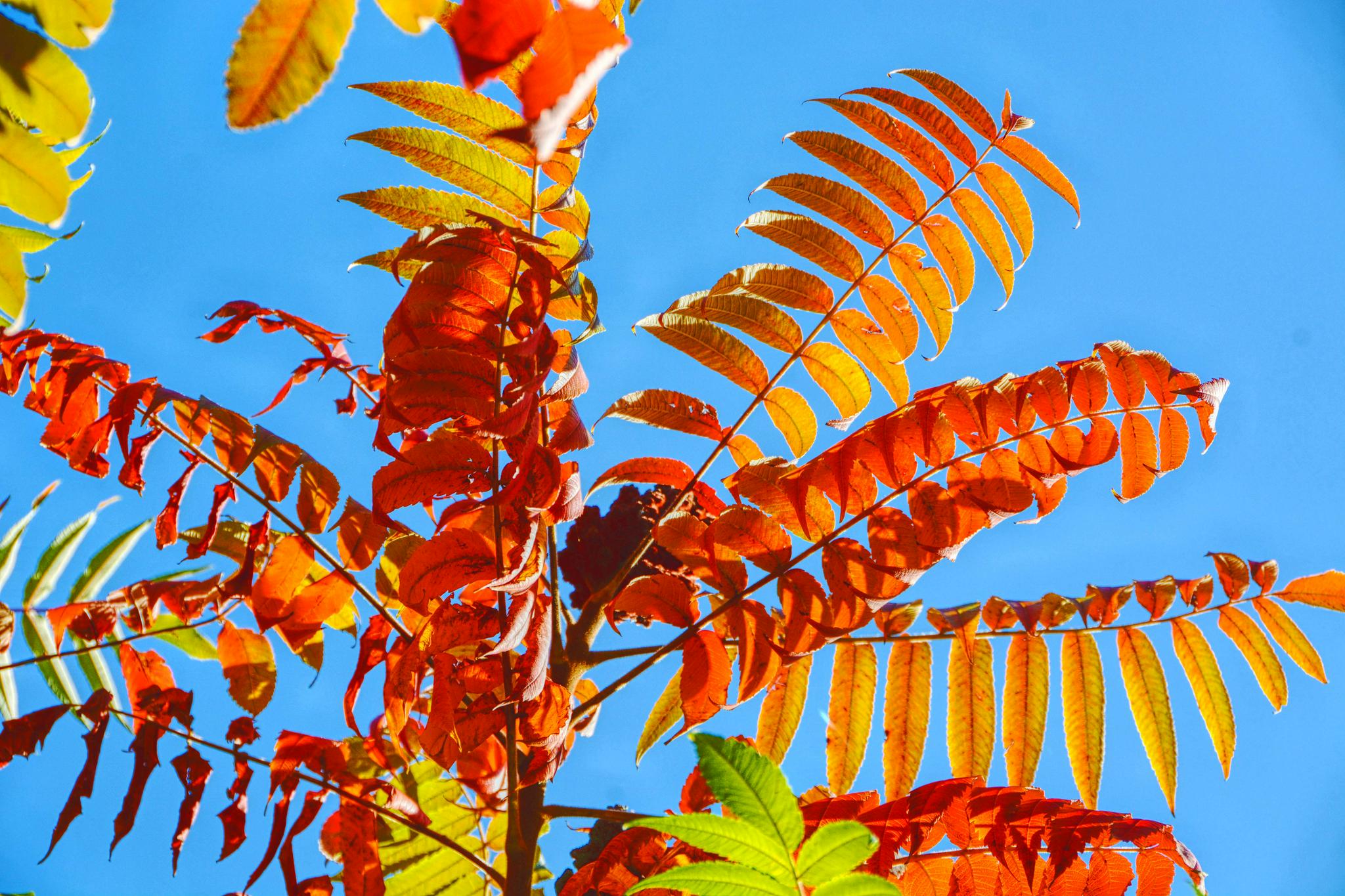 火炬树叶多姿多彩原创拍摄