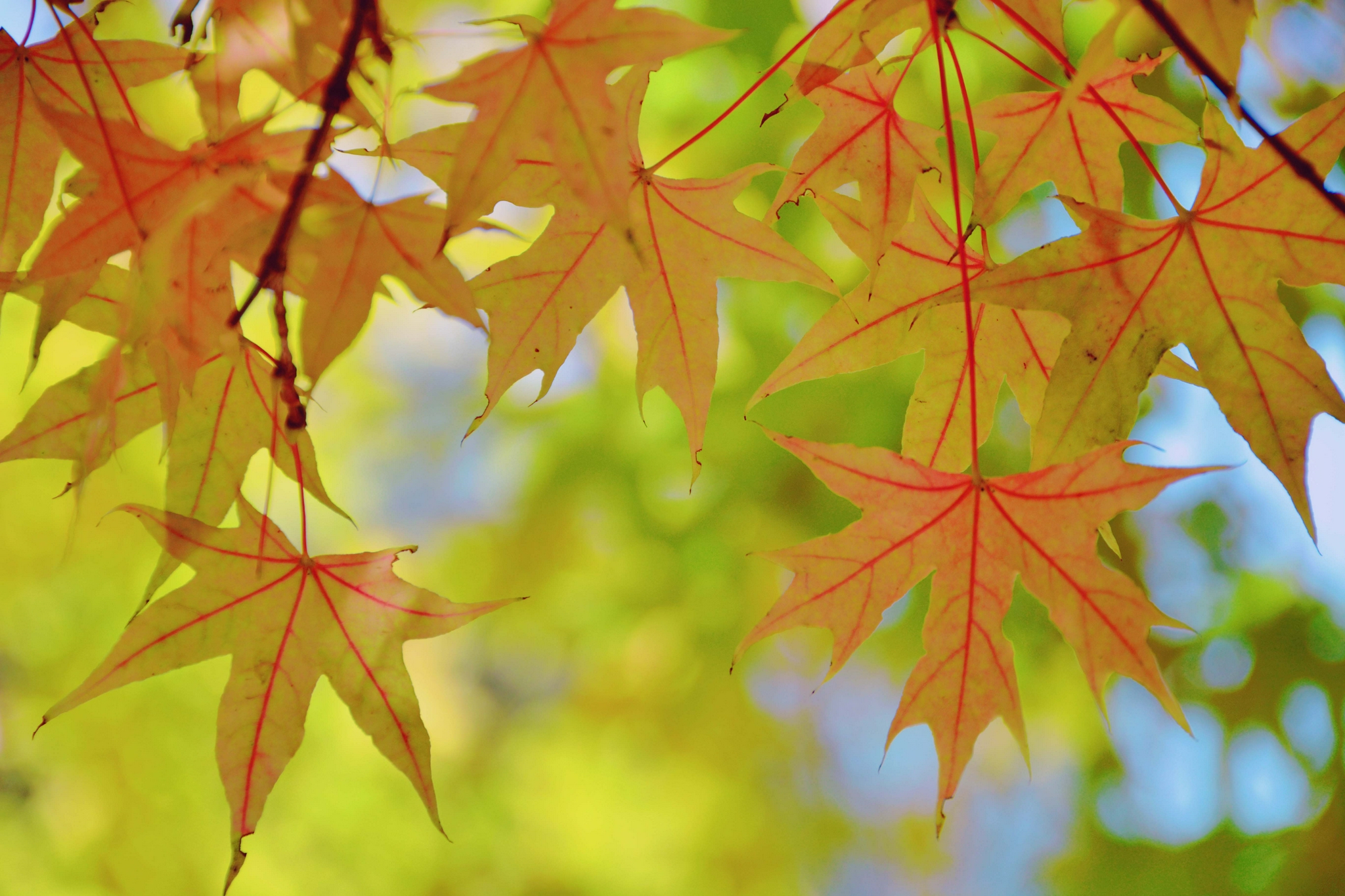 美丽的枫叶,原创拍摄_高清图集_新浪网