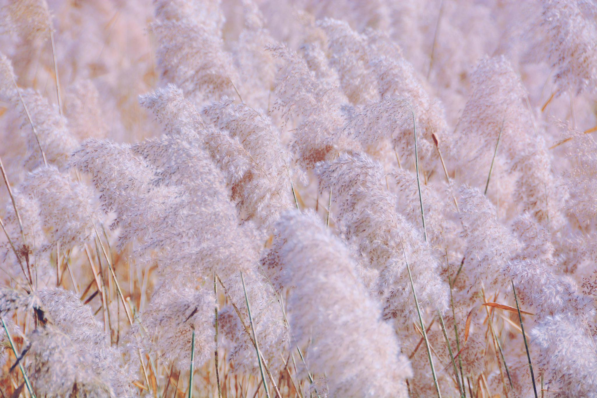 芦花似雪,原创拍摄_高清图集_新浪网