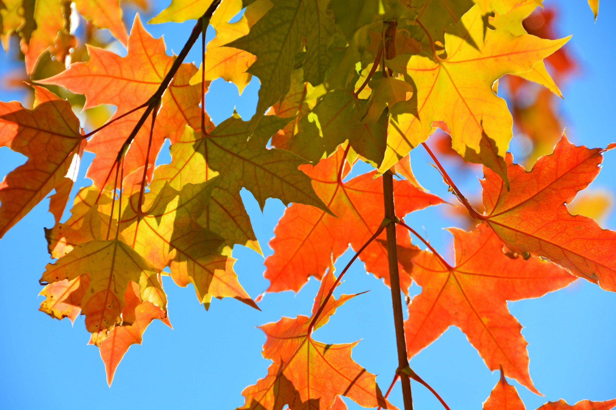 红色五角枫叶,原创拍摄__财经头条