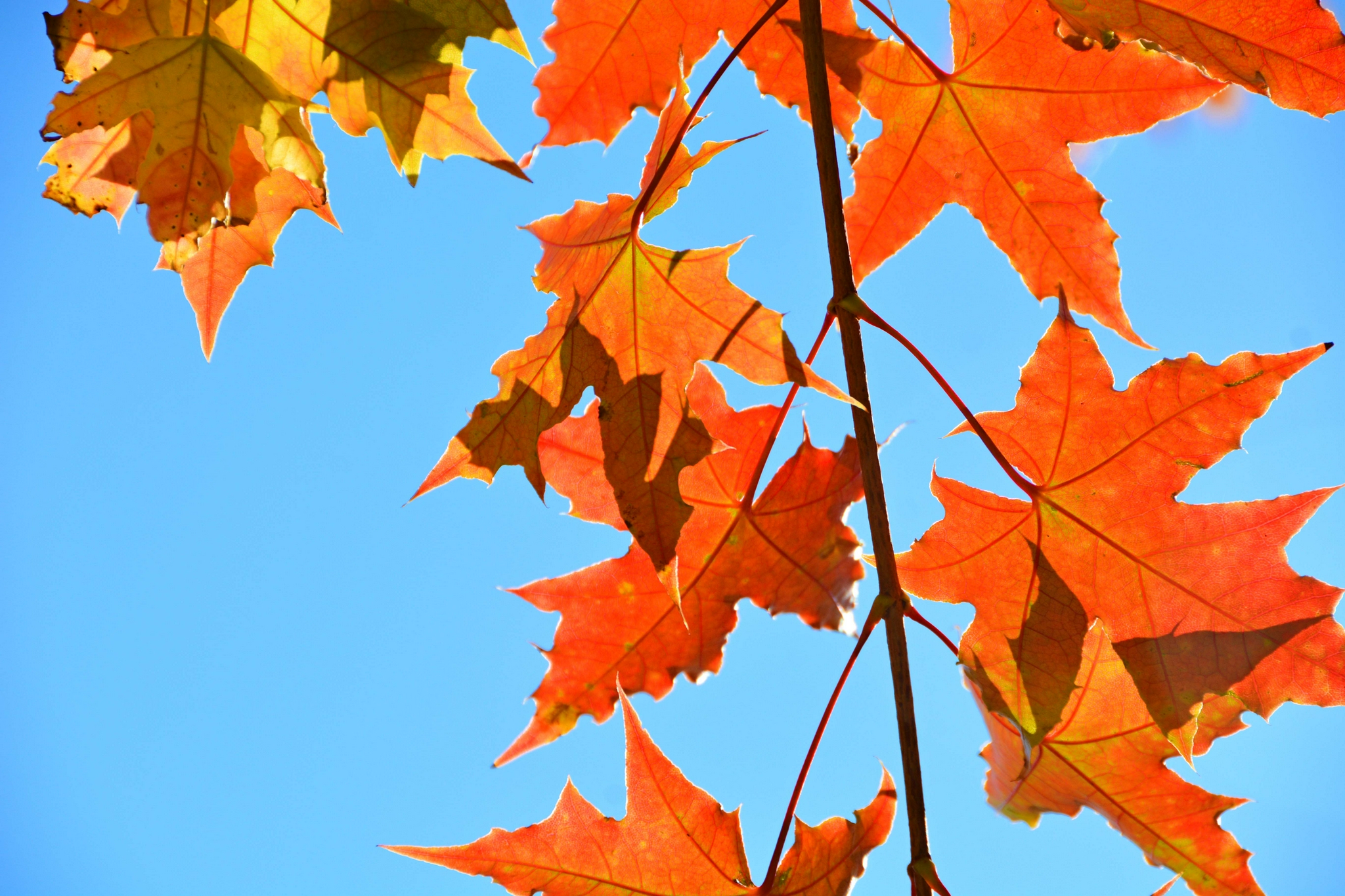 红色五角枫叶,原创拍摄__财经头条