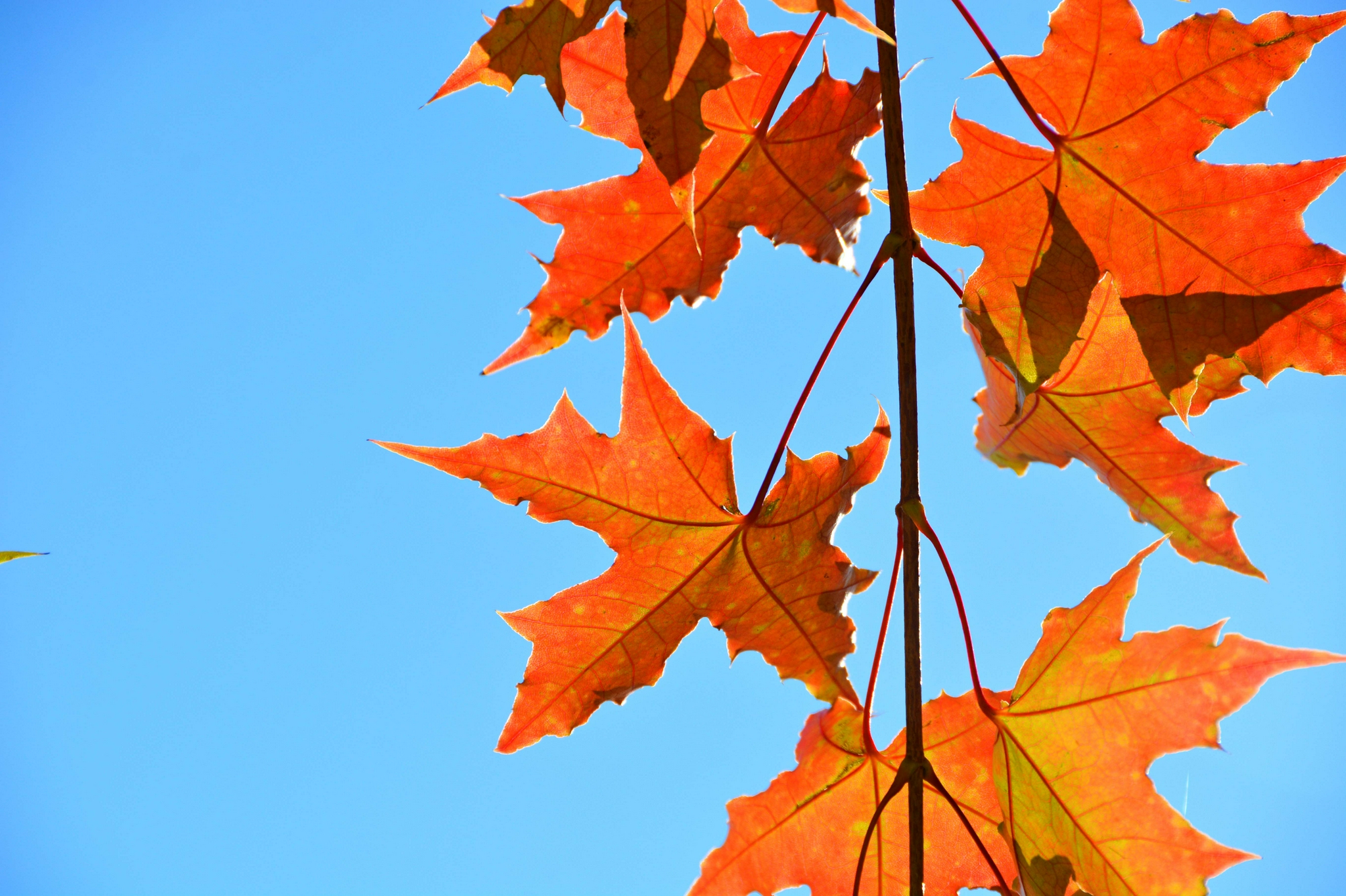 红色五角枫叶原创拍摄