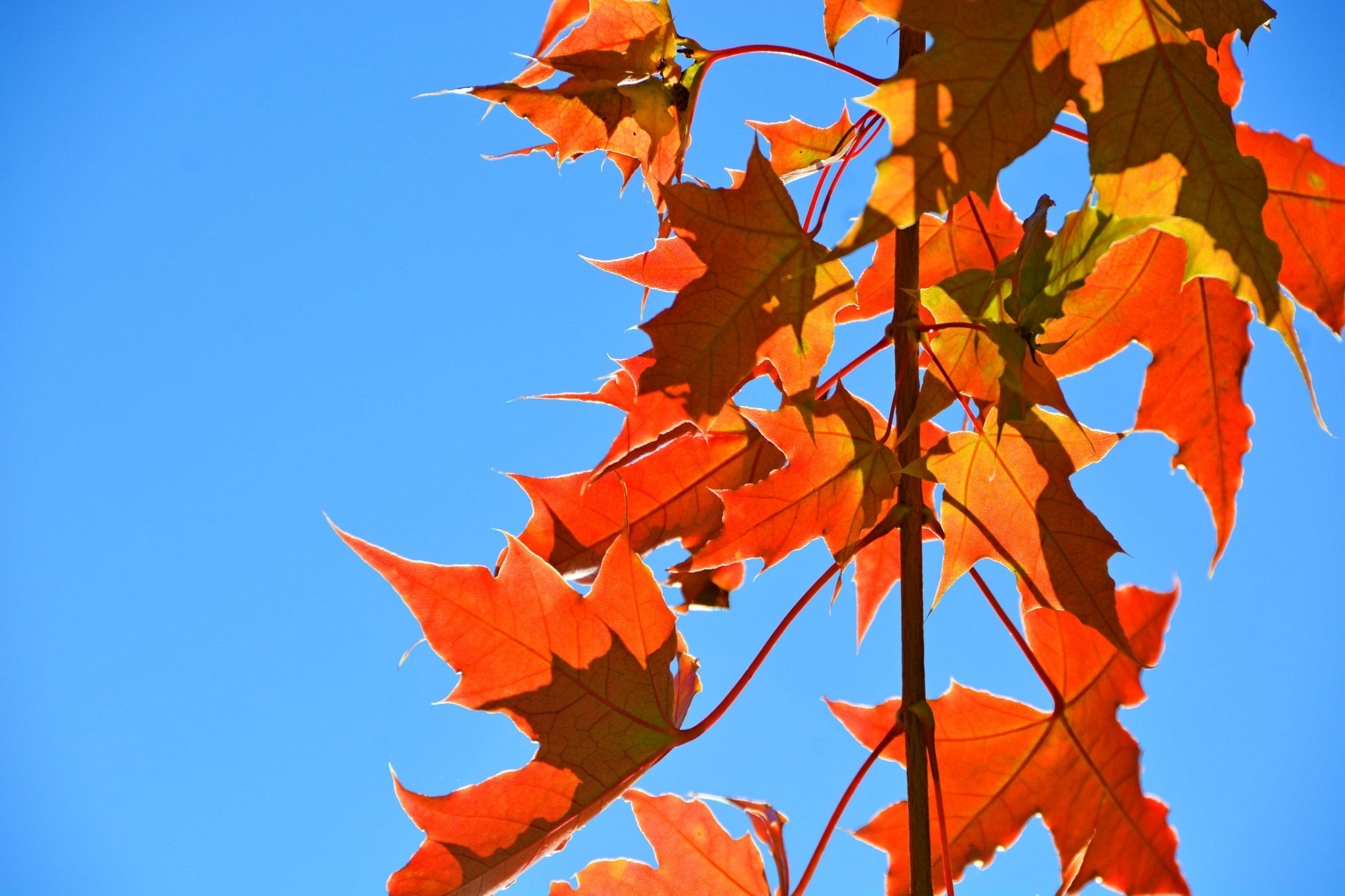 红色五角枫叶,原创拍摄红色五角枫叶,原创拍摄红色五