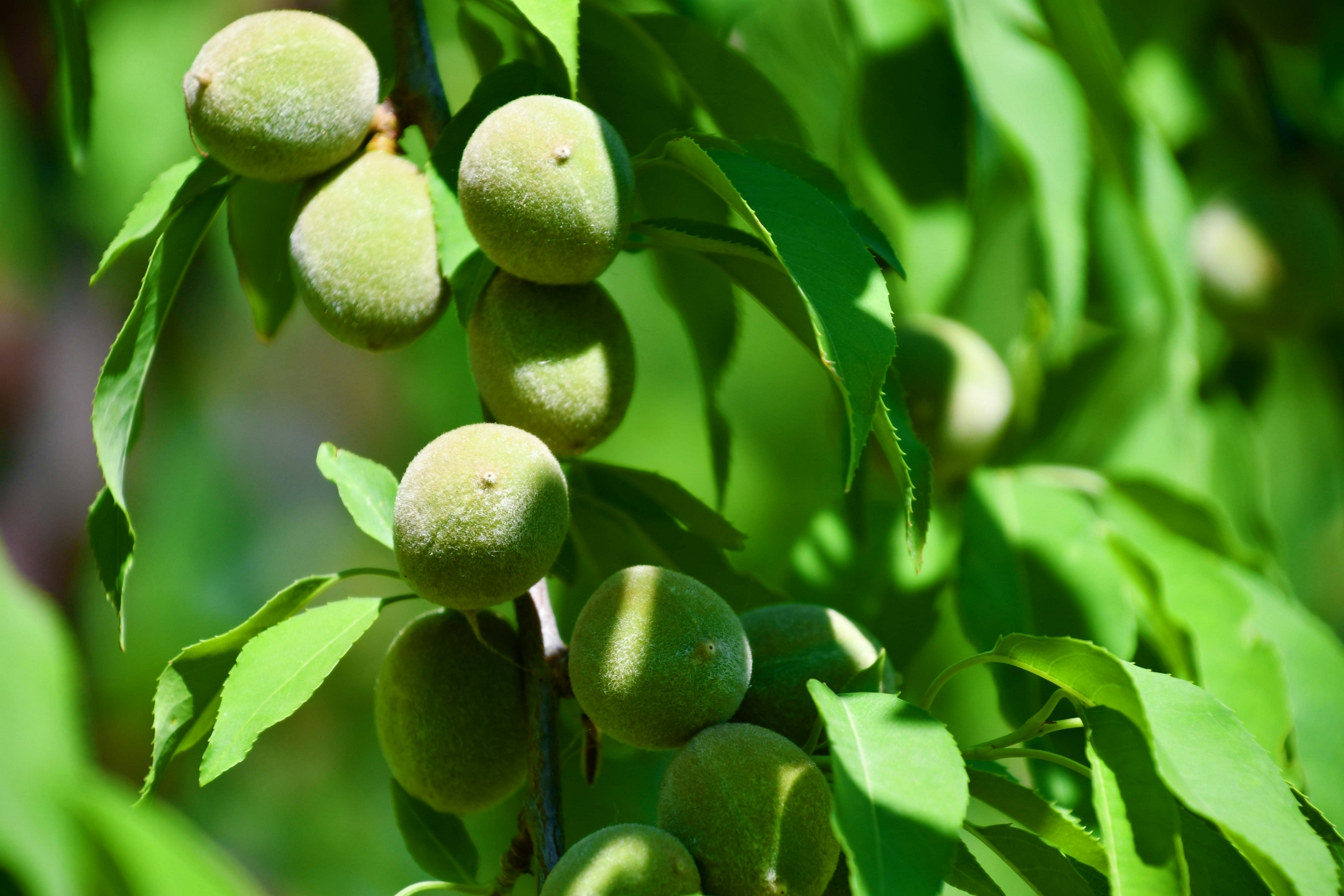 山桃果实,原创拍摄