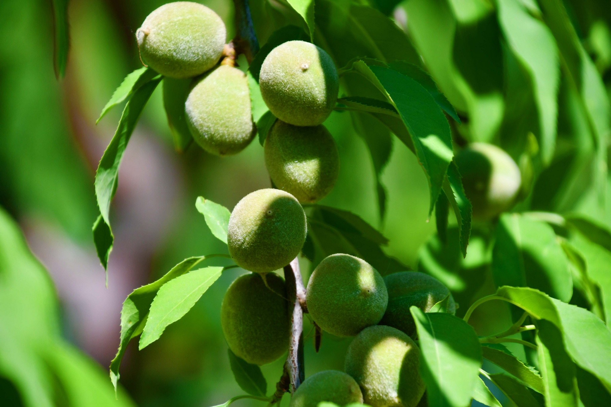 山桃果实,原创拍摄
