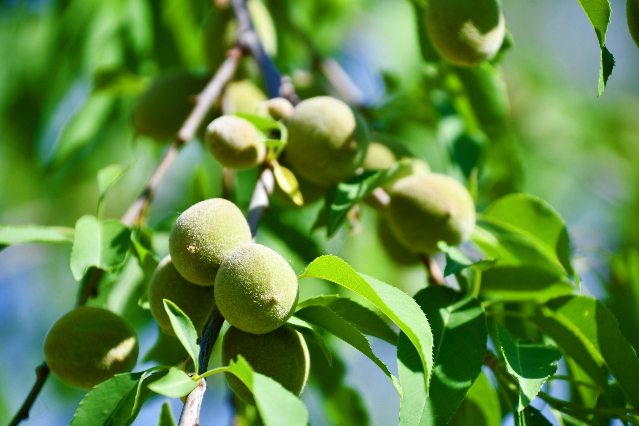 山桃果实,原创拍摄