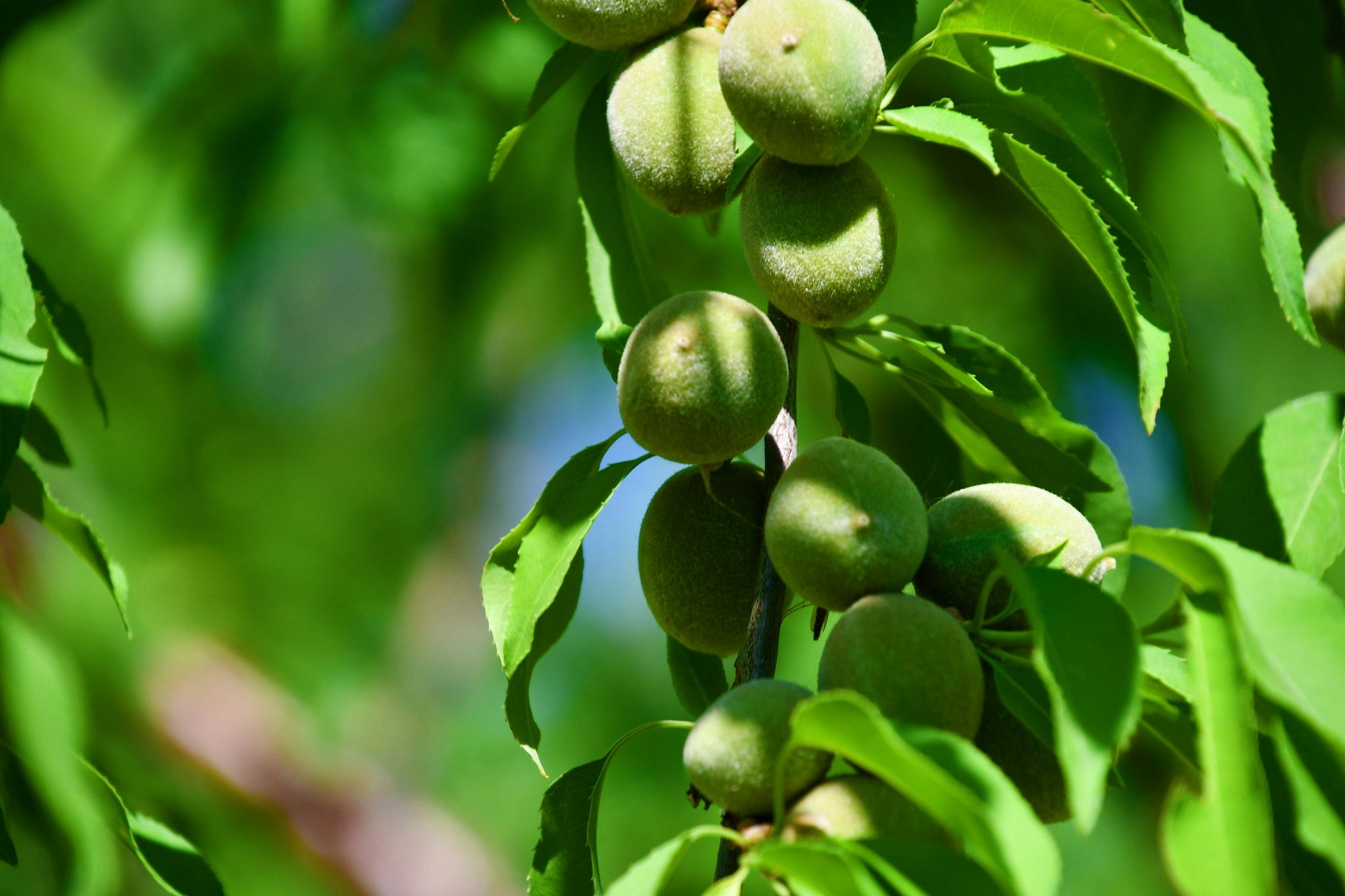 山桃果实,原创拍摄