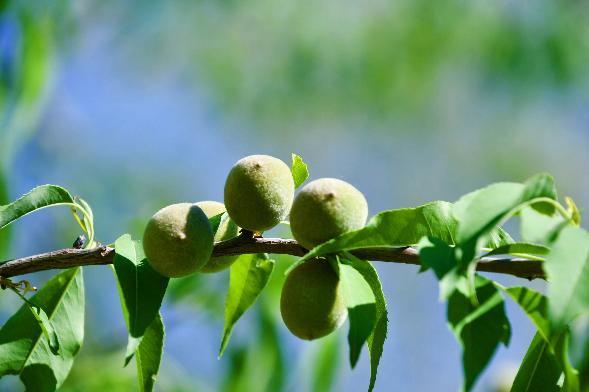 山桃果实,原创拍摄