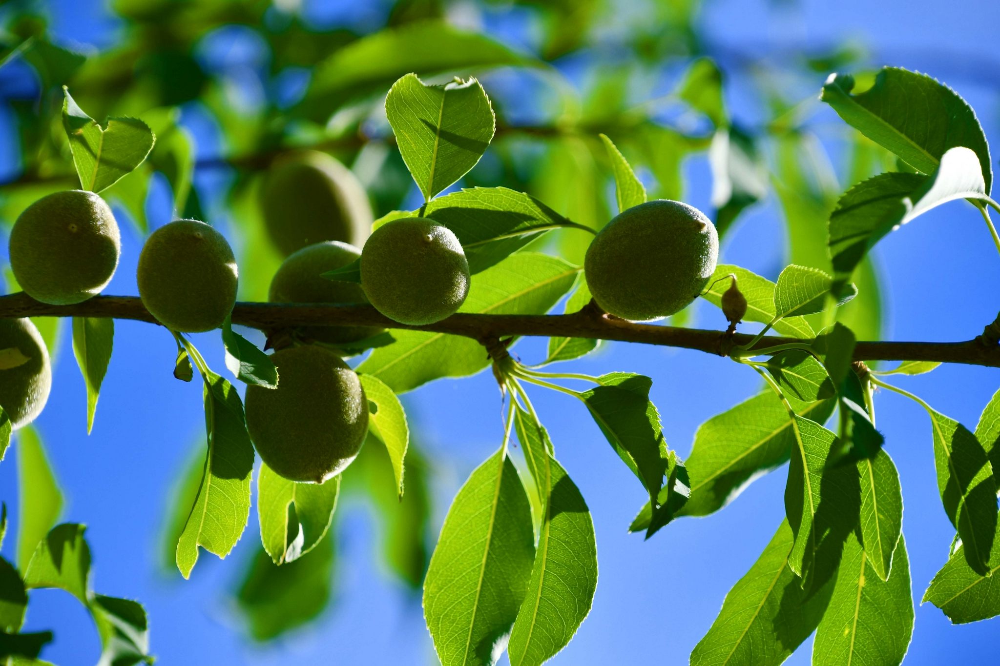 山桃果实,原创拍摄