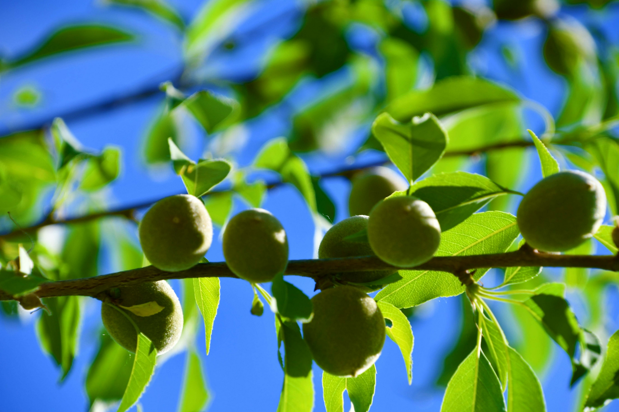 山桃果实,原创拍摄