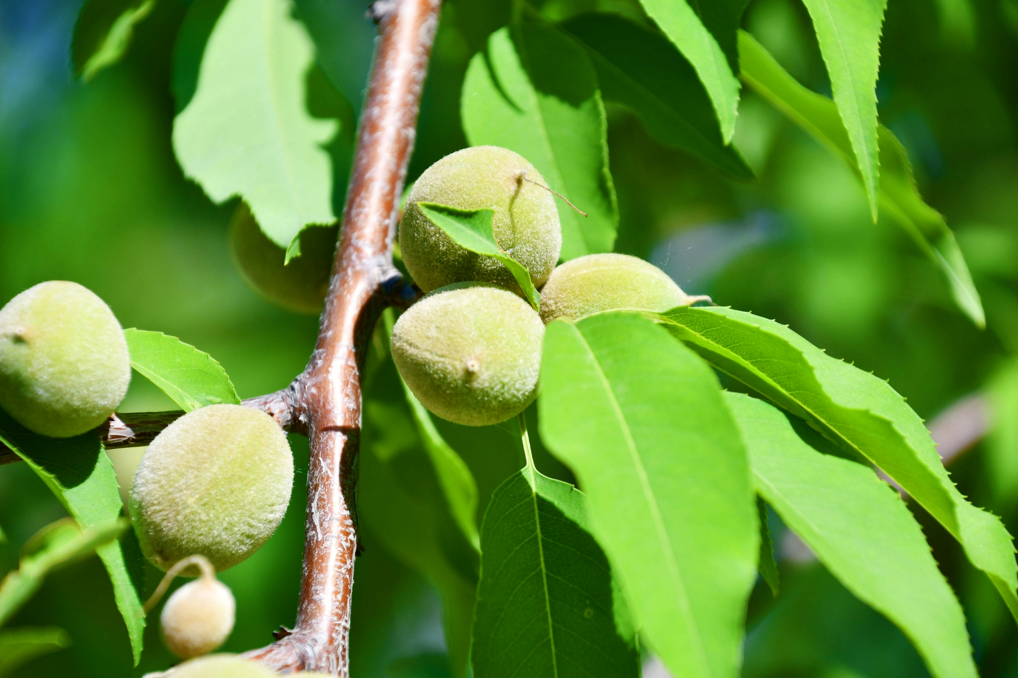 山桃果实,原创拍摄