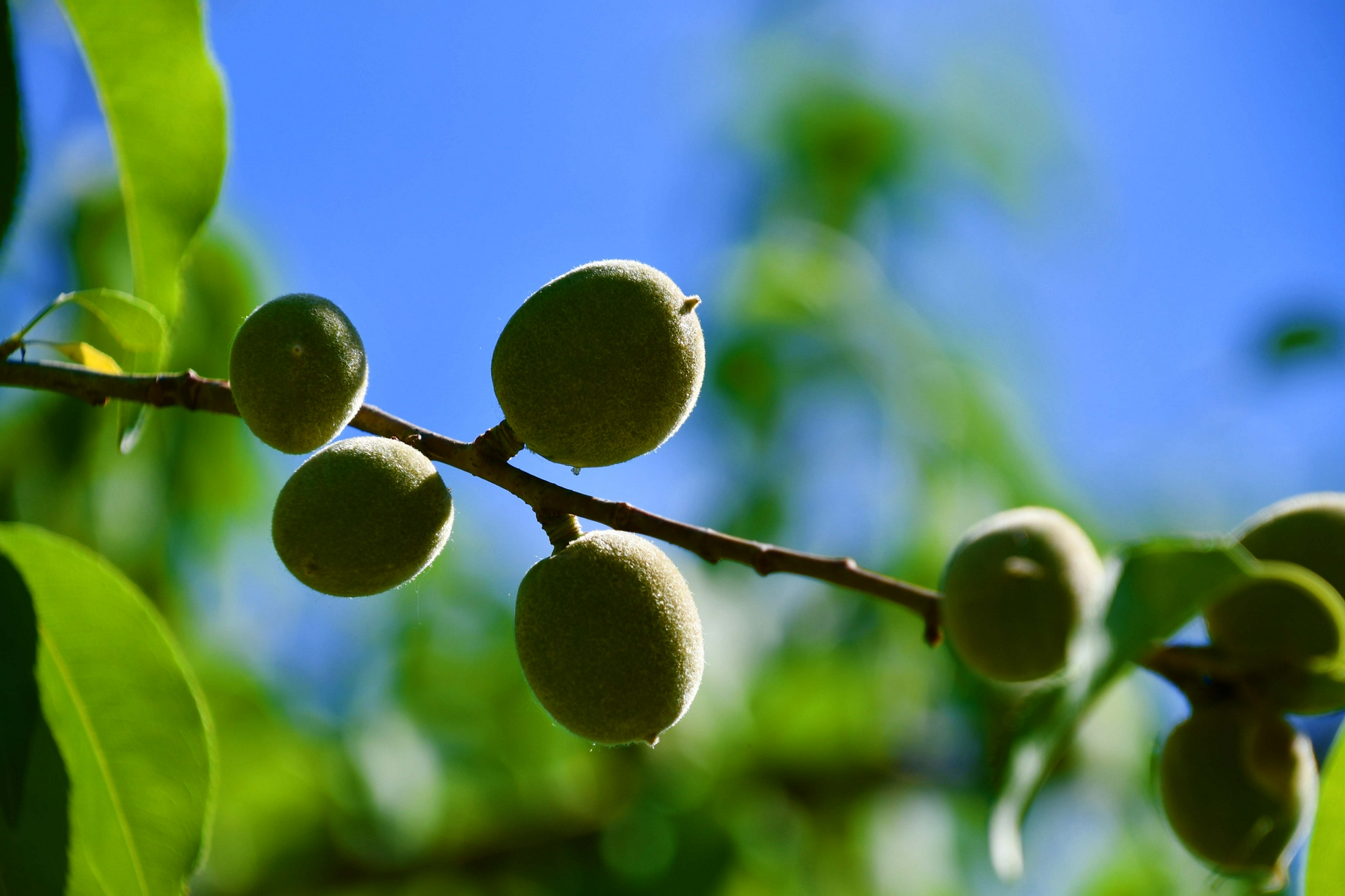 山桃果实,原创拍摄