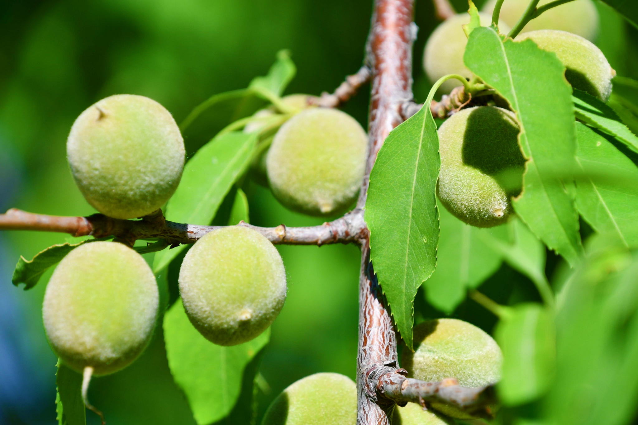 山桃果实,原创拍摄