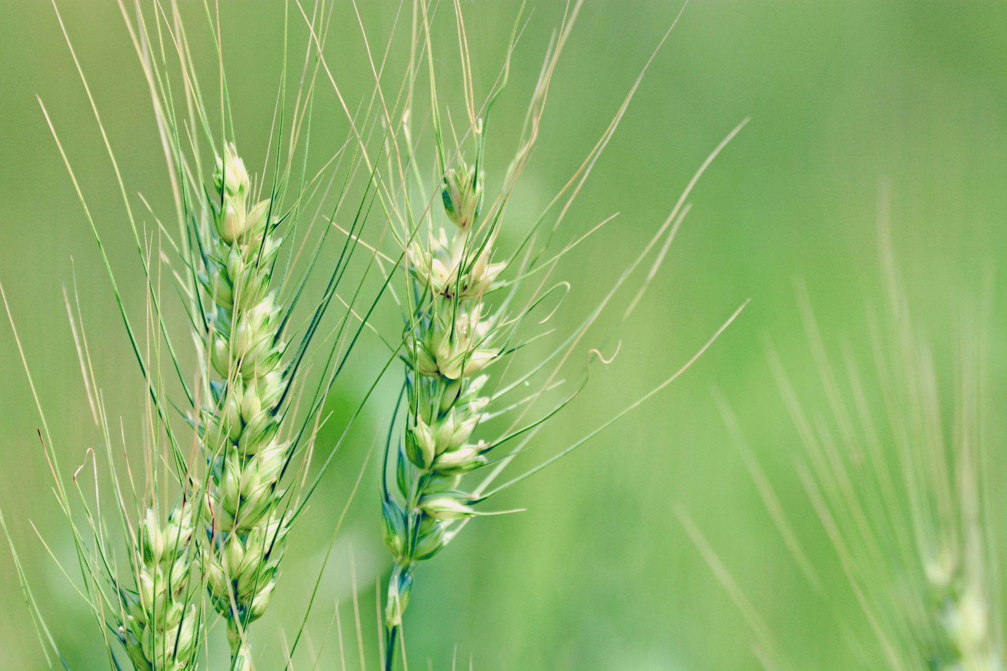 几枝麦穗原创拍摄