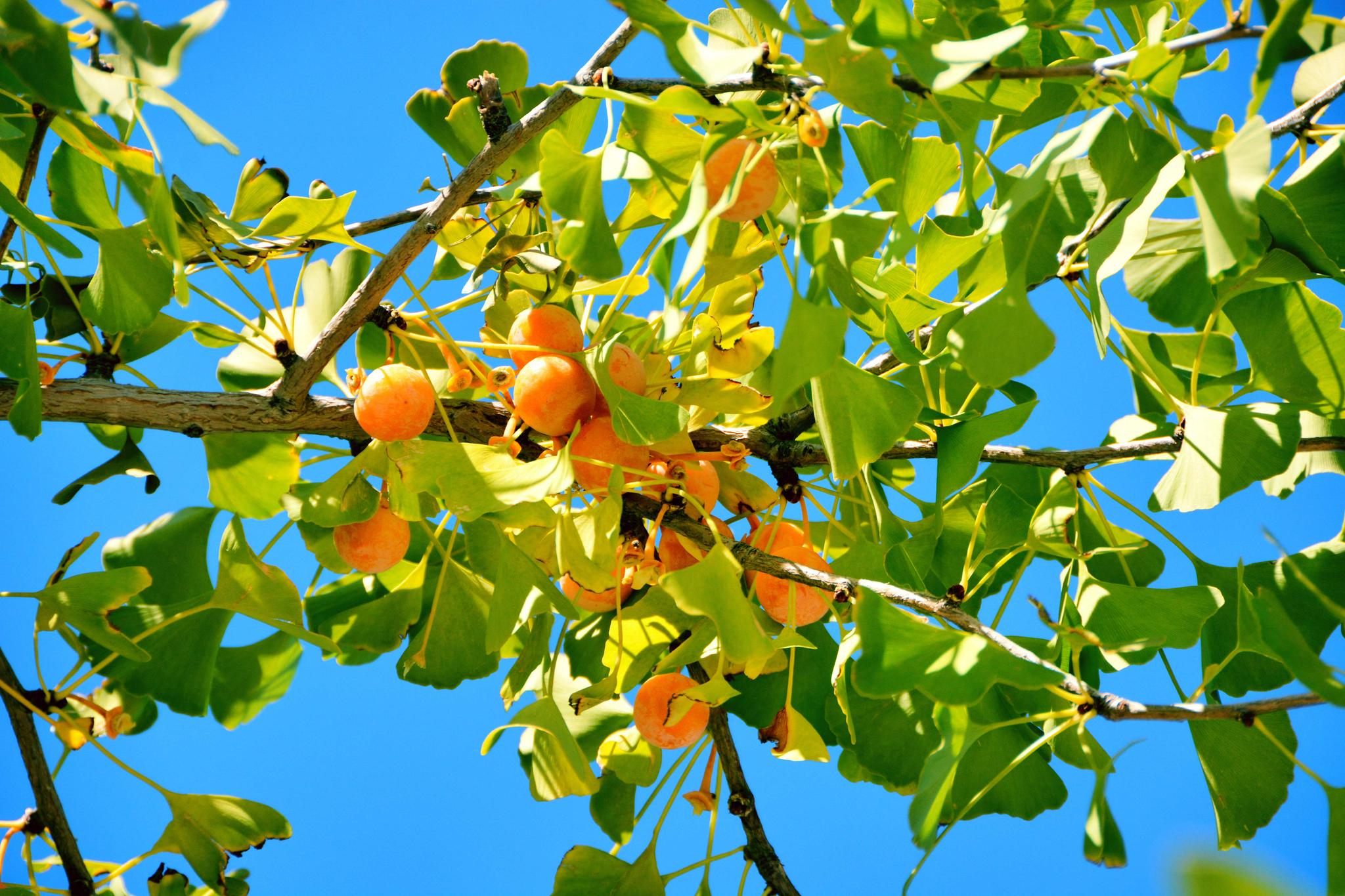银杏树上结出的其实是它的种子,它是没有果实器官的一般能够结果实的