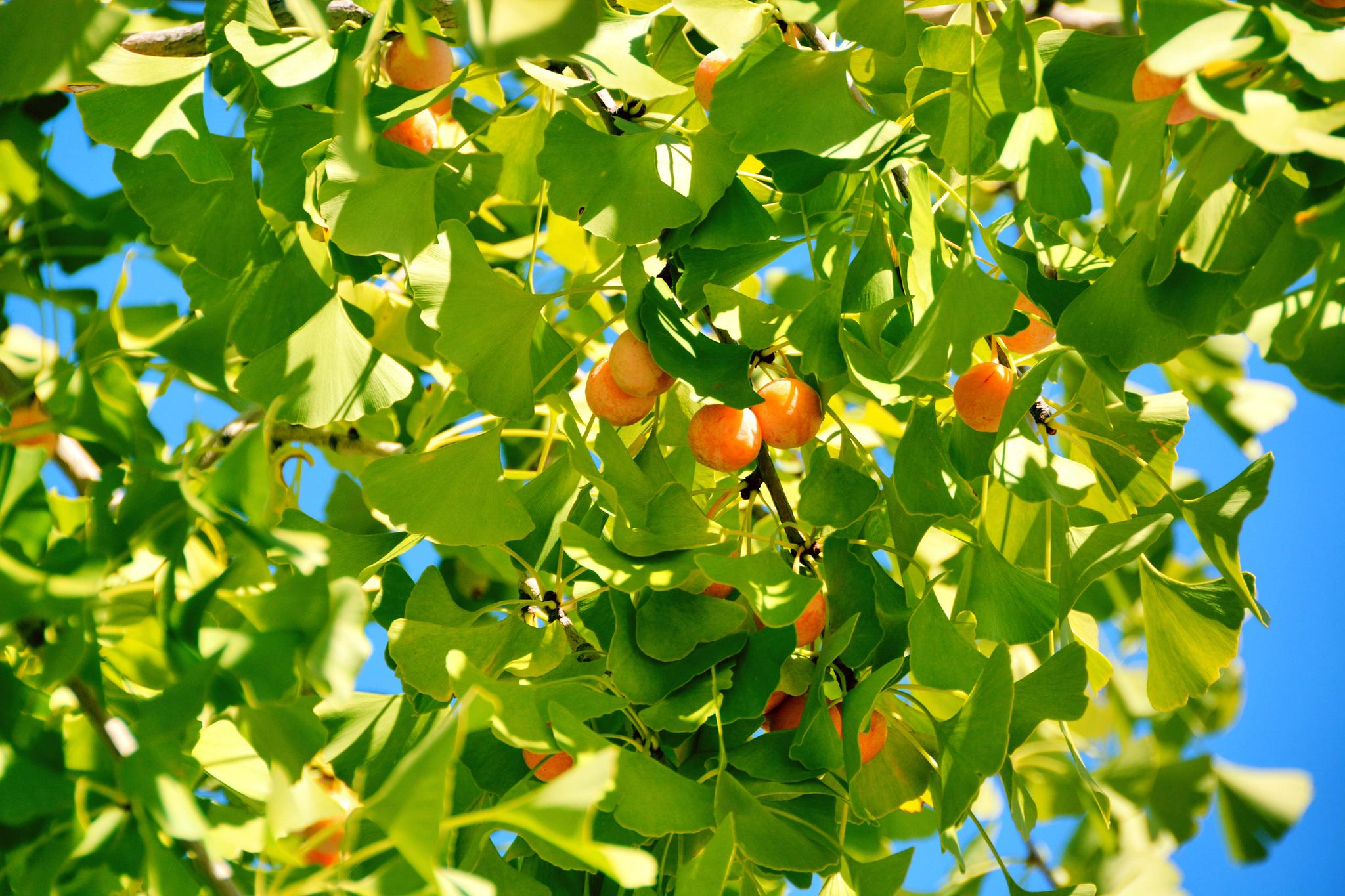 银杏树果实(银杏树果实有毒吗)