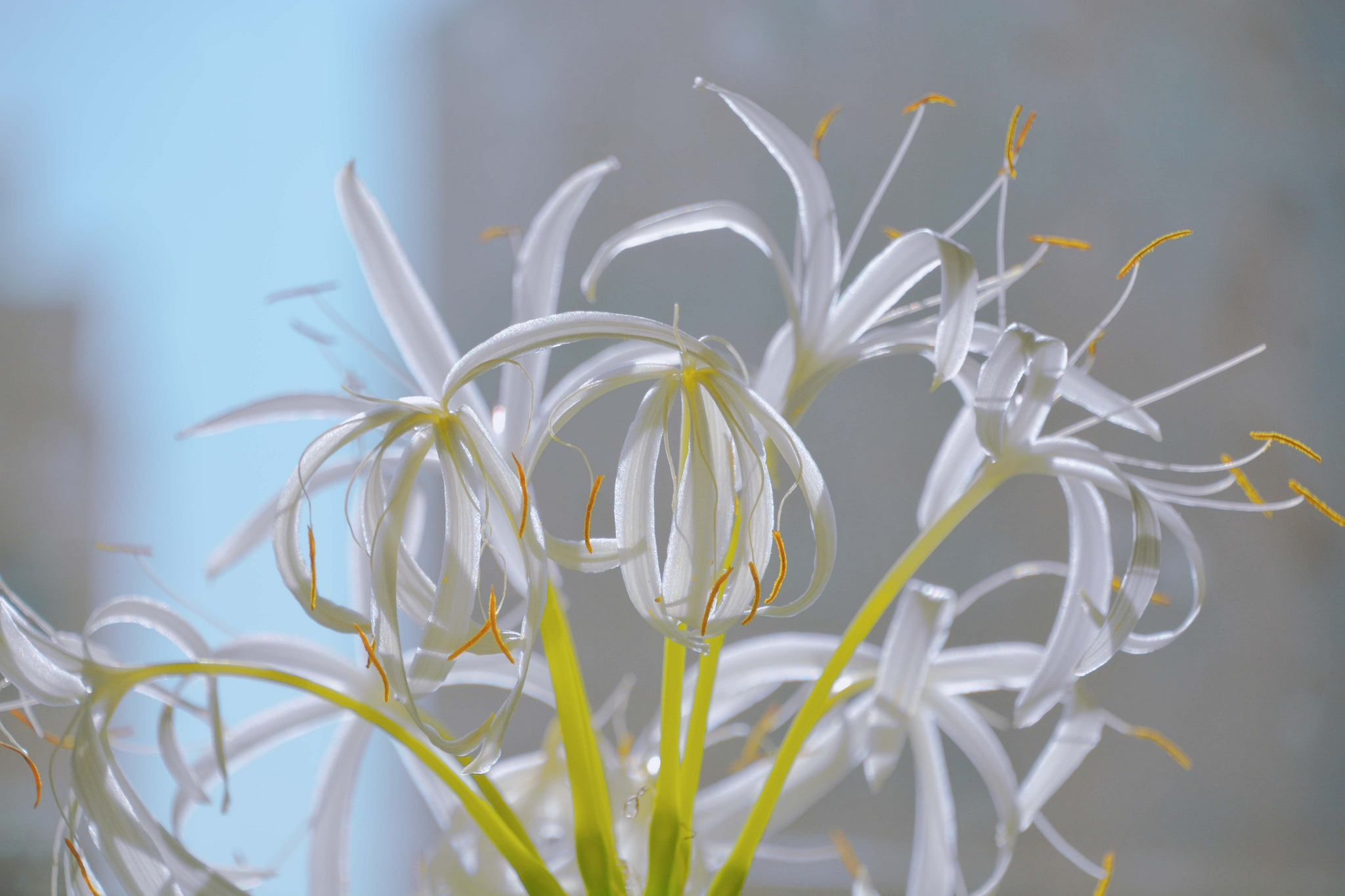 洁白幽香的文殊兰原创拍摄