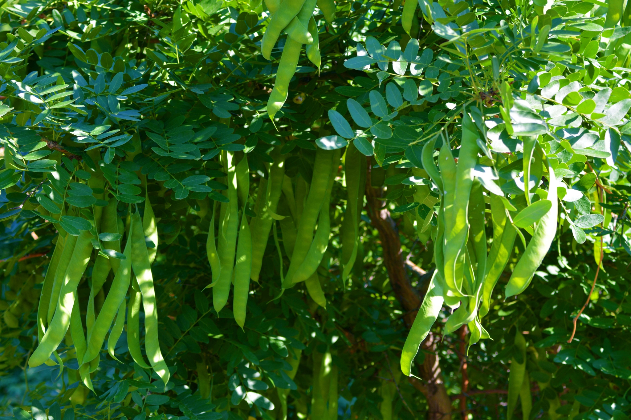 皂角树种子,原创拍摄|皂角树|原创|拍摄_新浪新闻