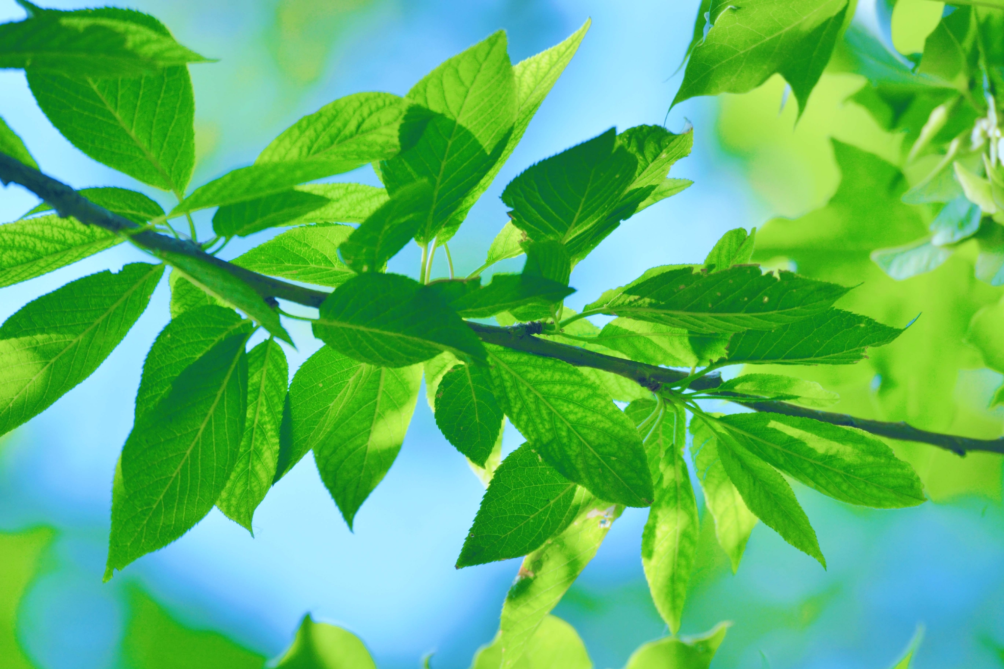 翠绿的稠李叶子原创拍摄