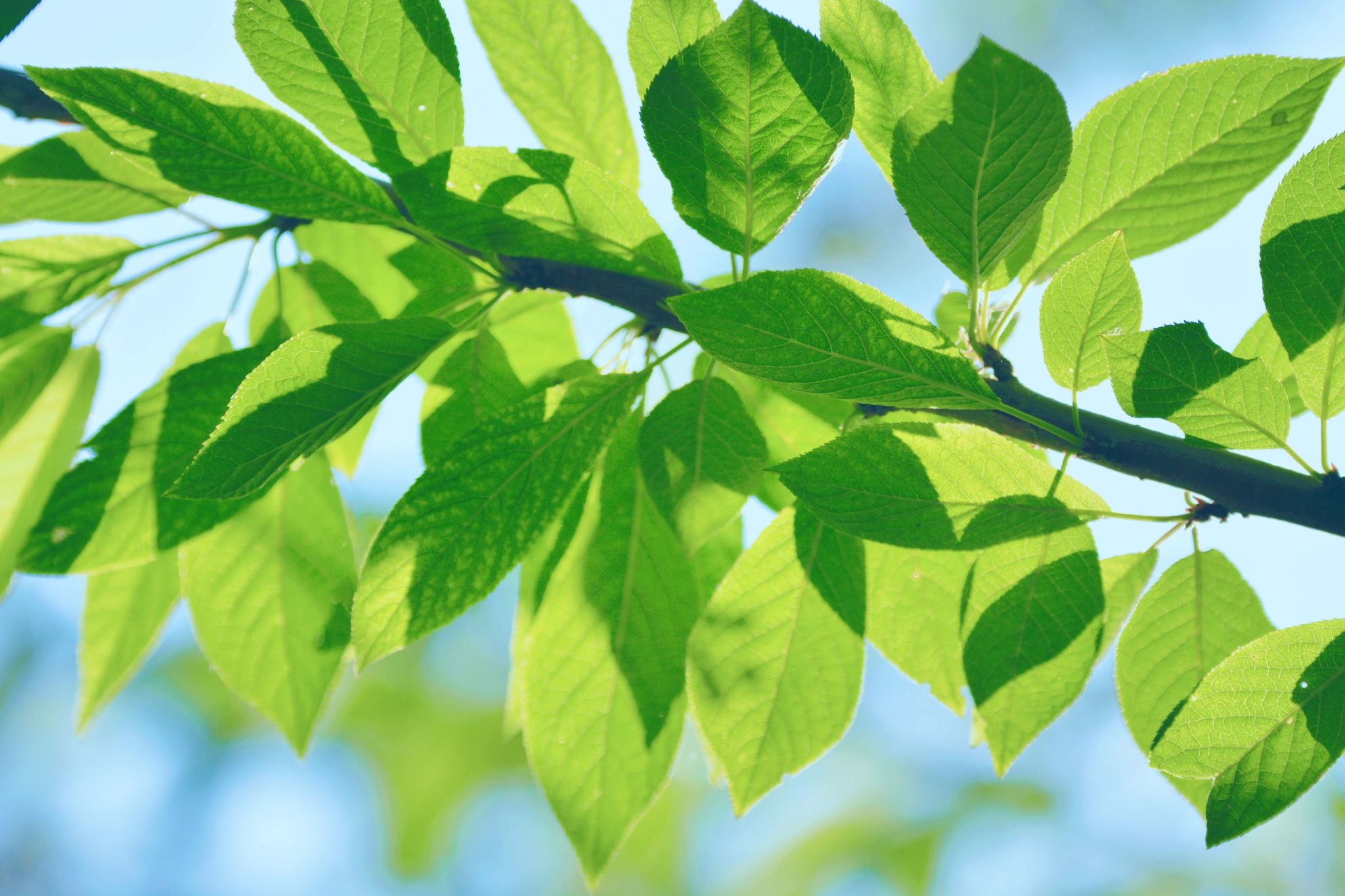 翠绿的稠李叶子原创拍摄