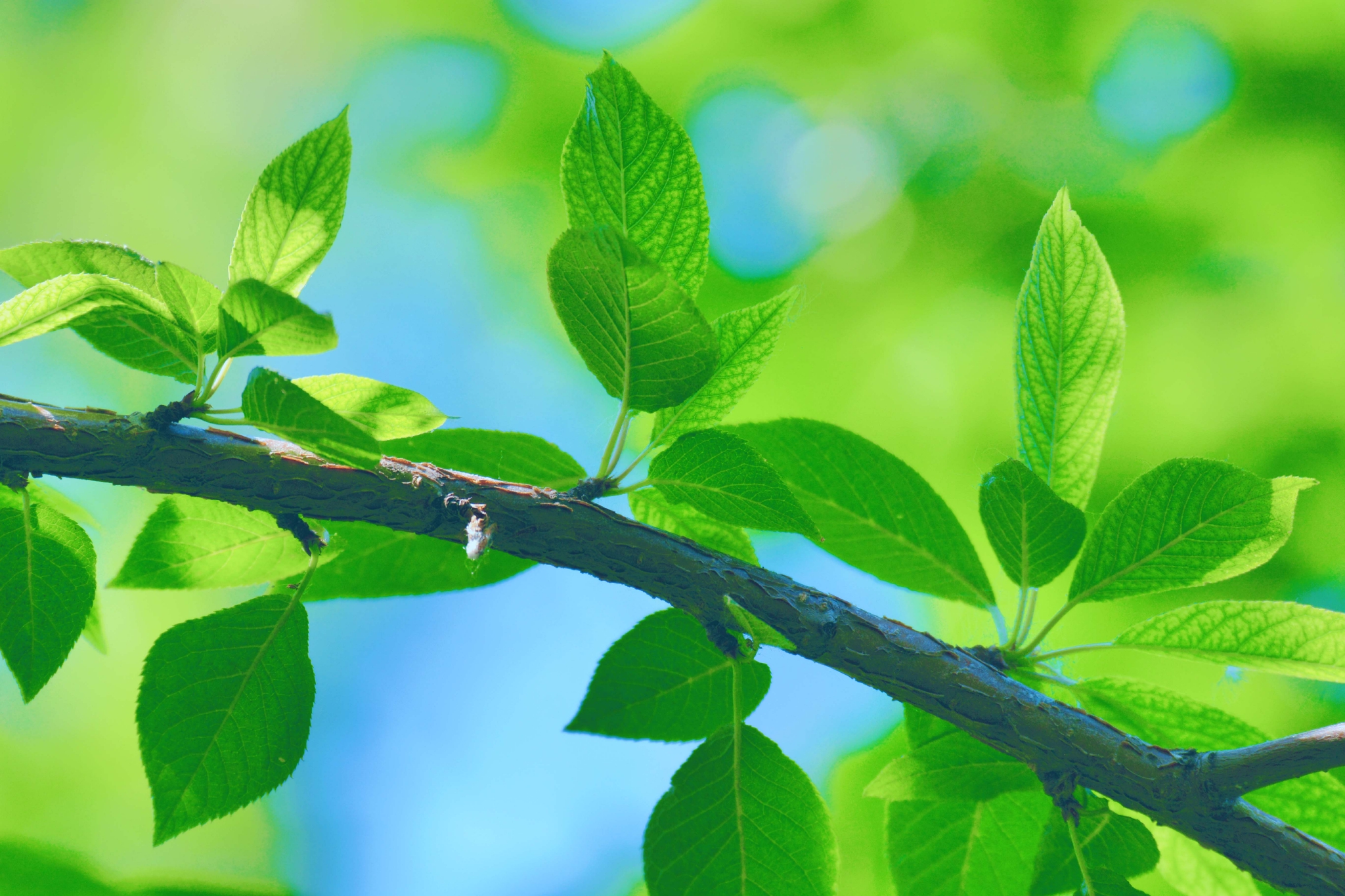 翠绿的稠李叶子原创拍摄