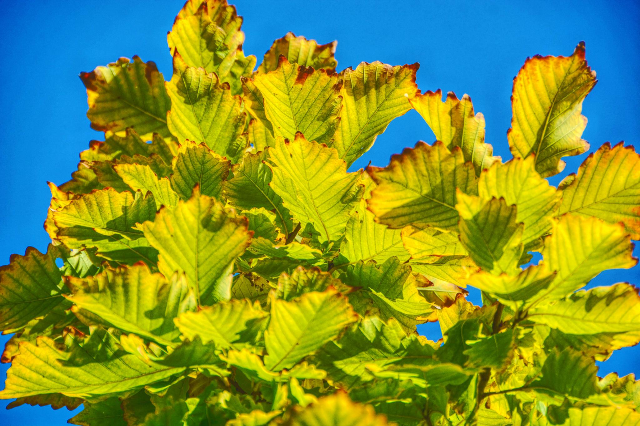 秋天的蒙古栎树,原创拍摄_高清图集_新浪网