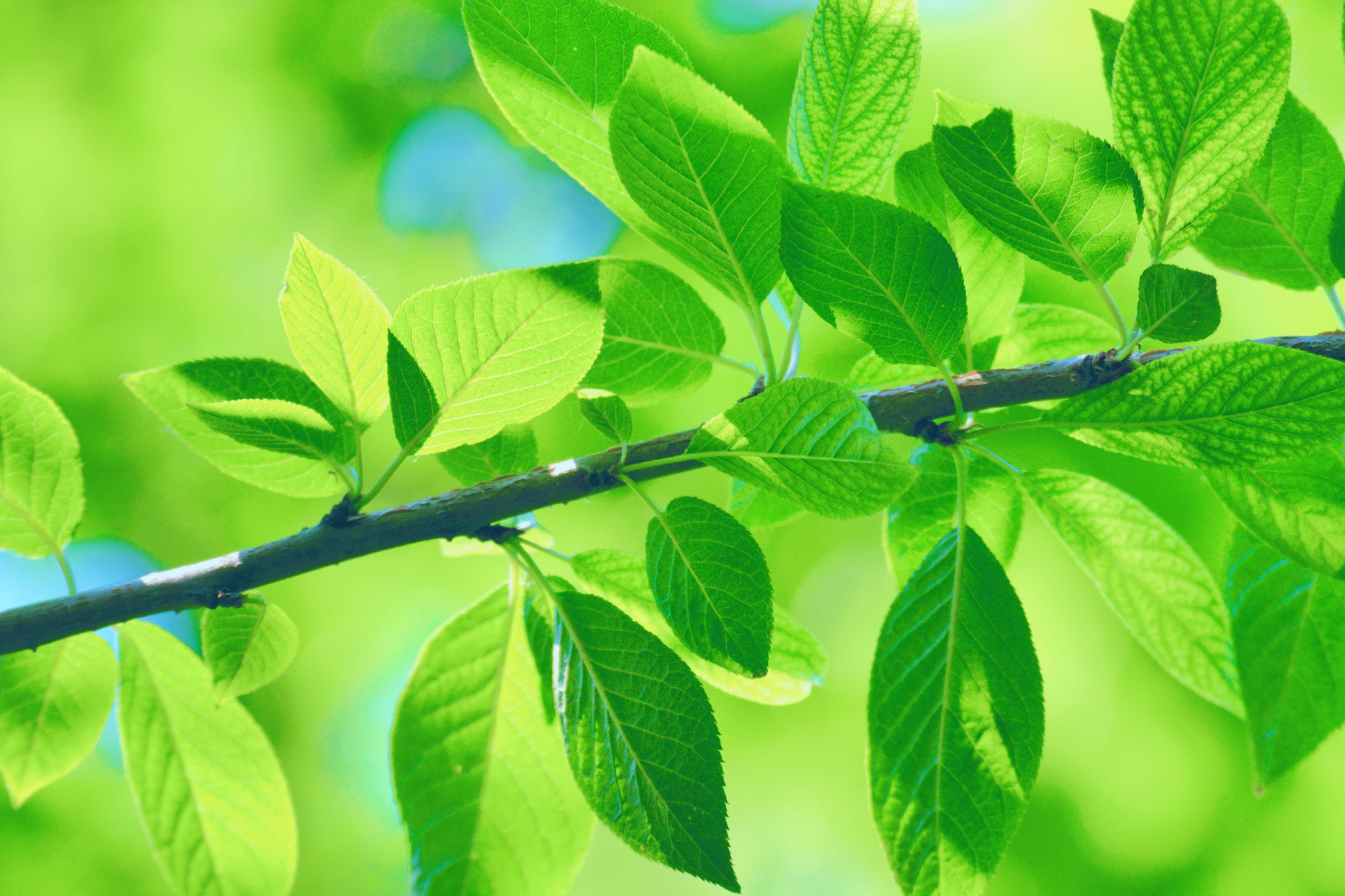 翠绿的稠李叶子原创拍摄