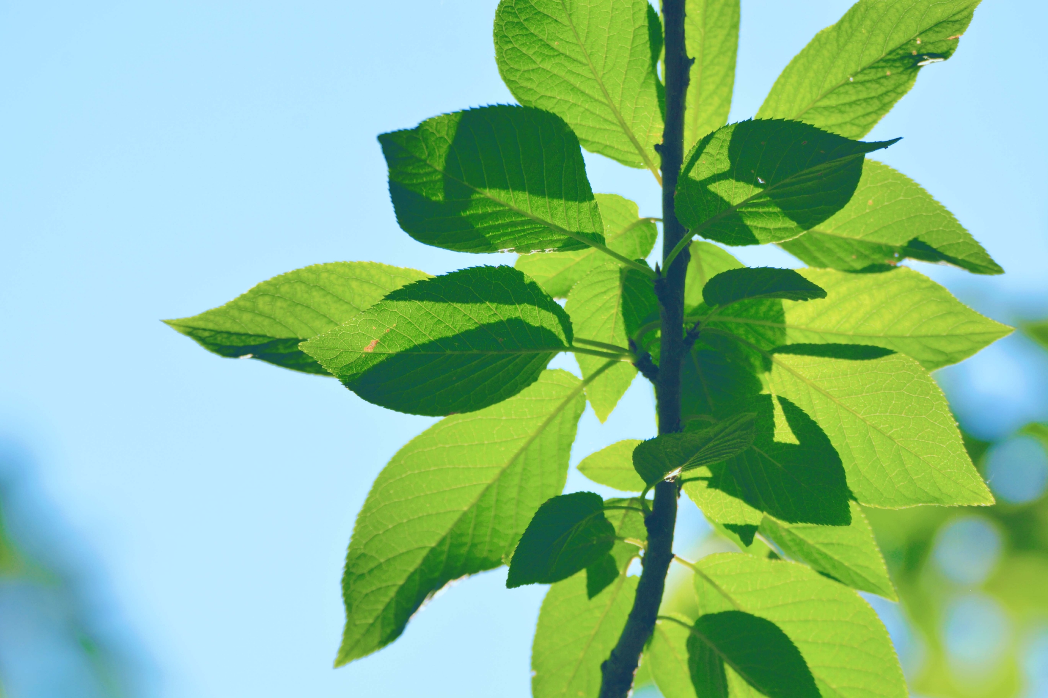 翠绿的稠李叶子原创拍摄