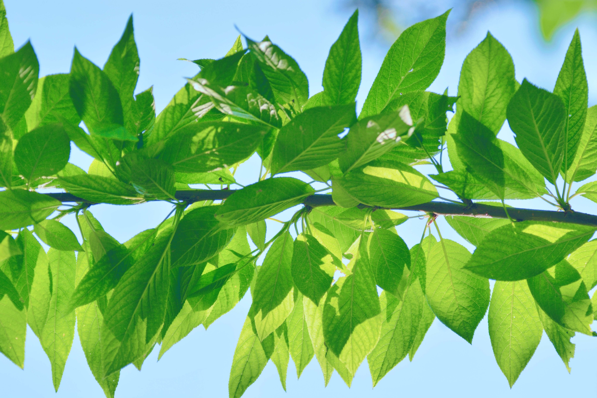 翠绿的稠李叶子原创拍摄