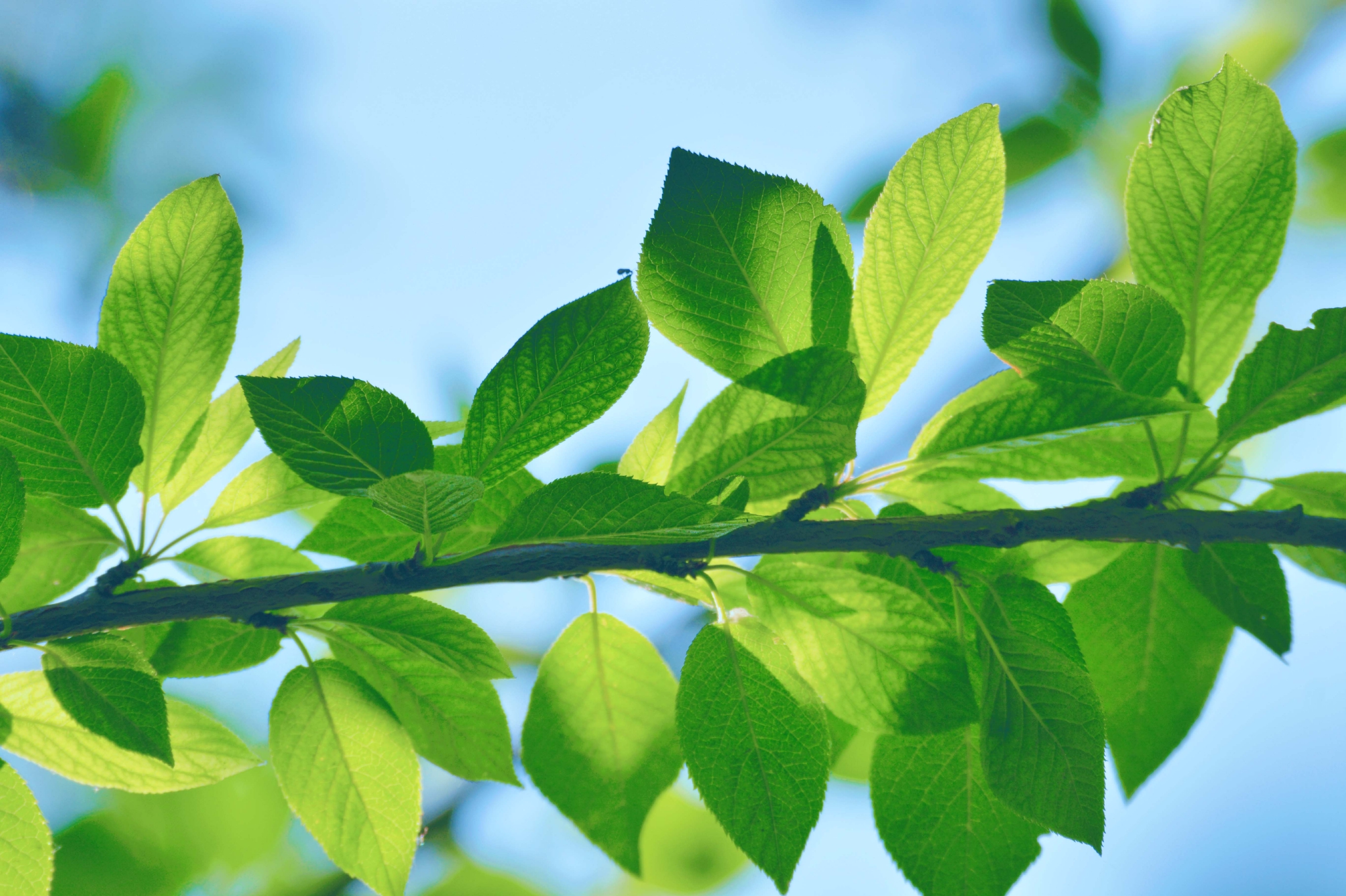 翠绿的稠李叶子原创拍摄