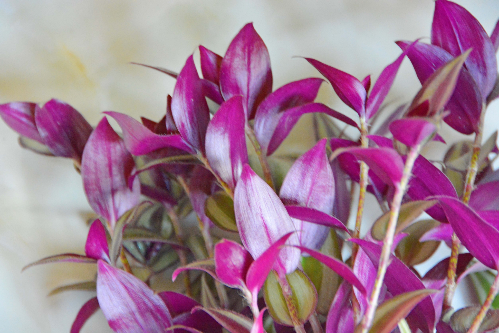 紫竹梅叶子背面原创拍摄