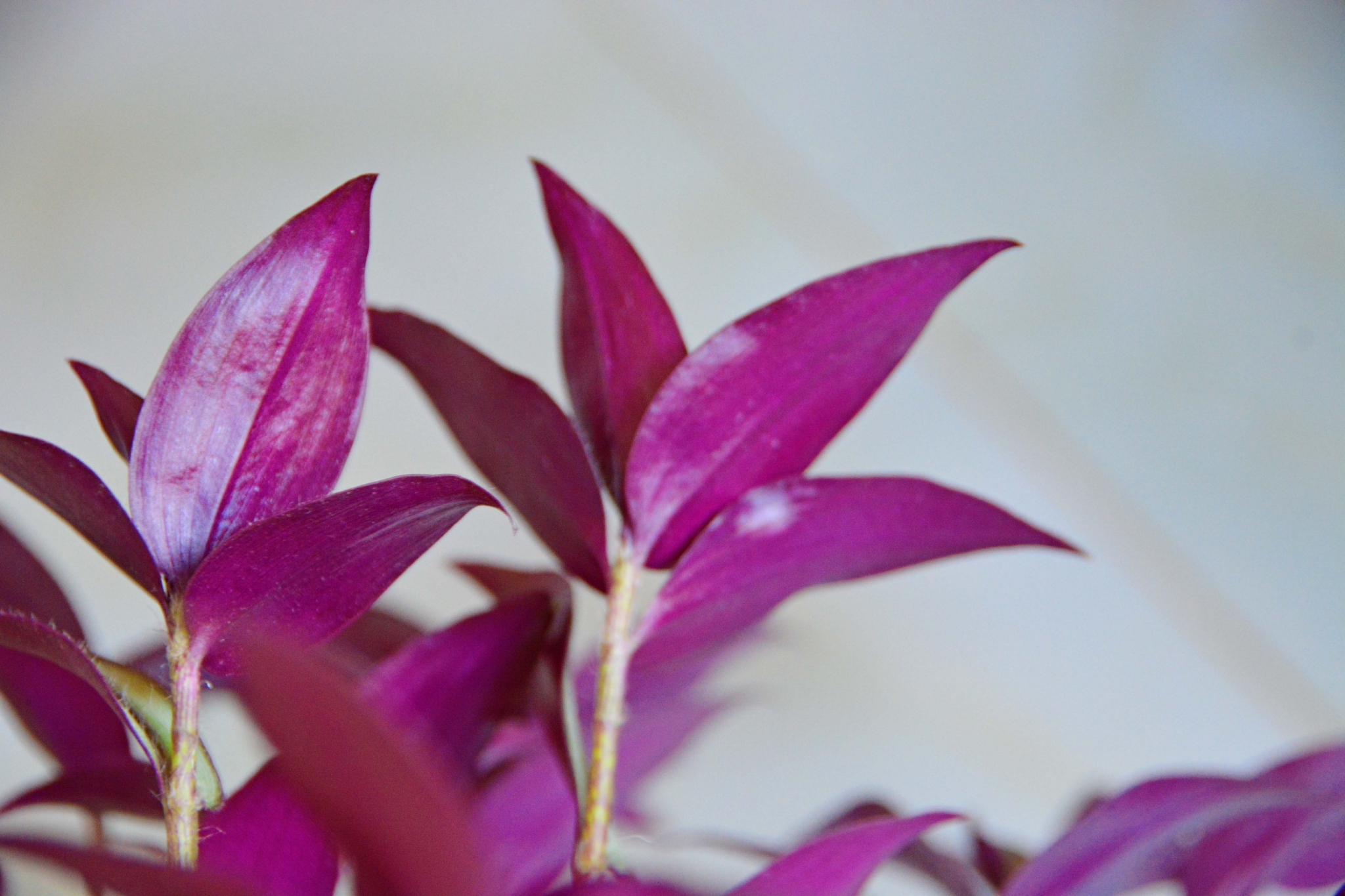 紫竹梅叶子背面原创拍摄