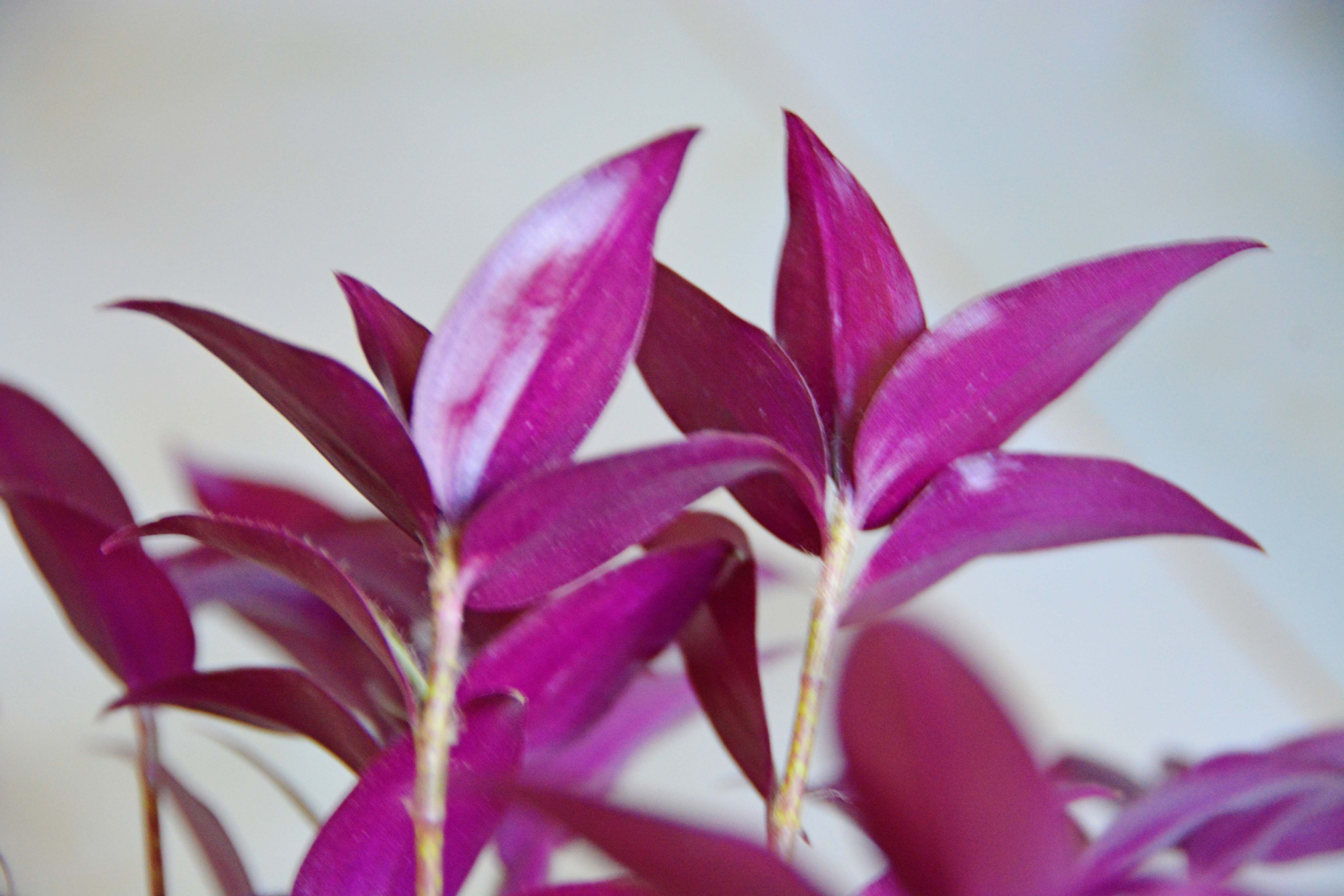 紫竹梅叶子背面原创拍摄