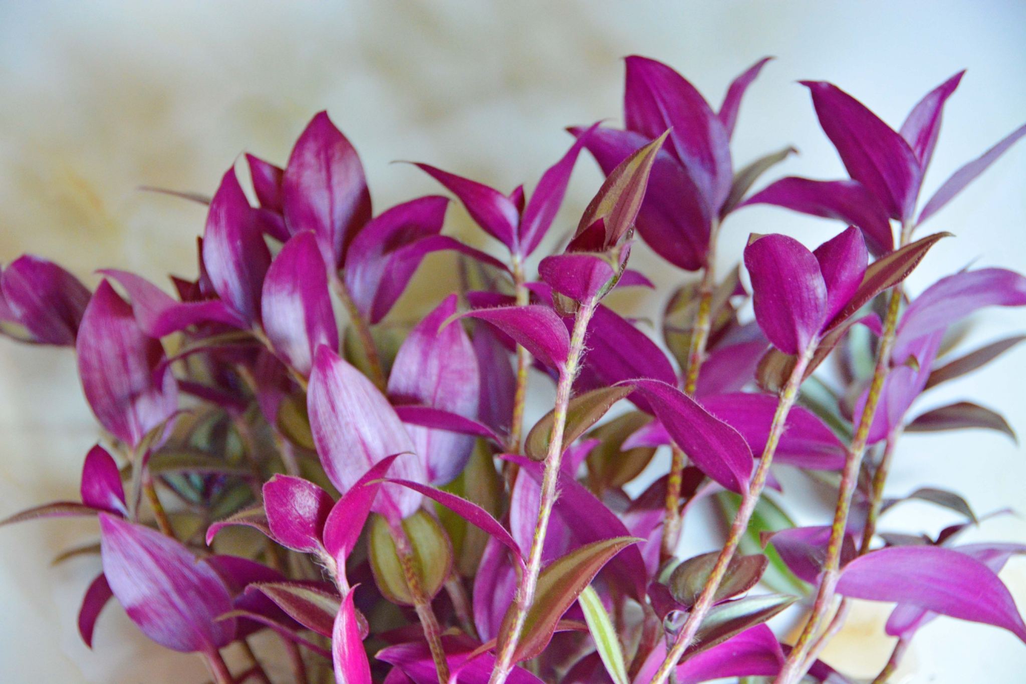 紫竹梅叶子背面原创拍摄