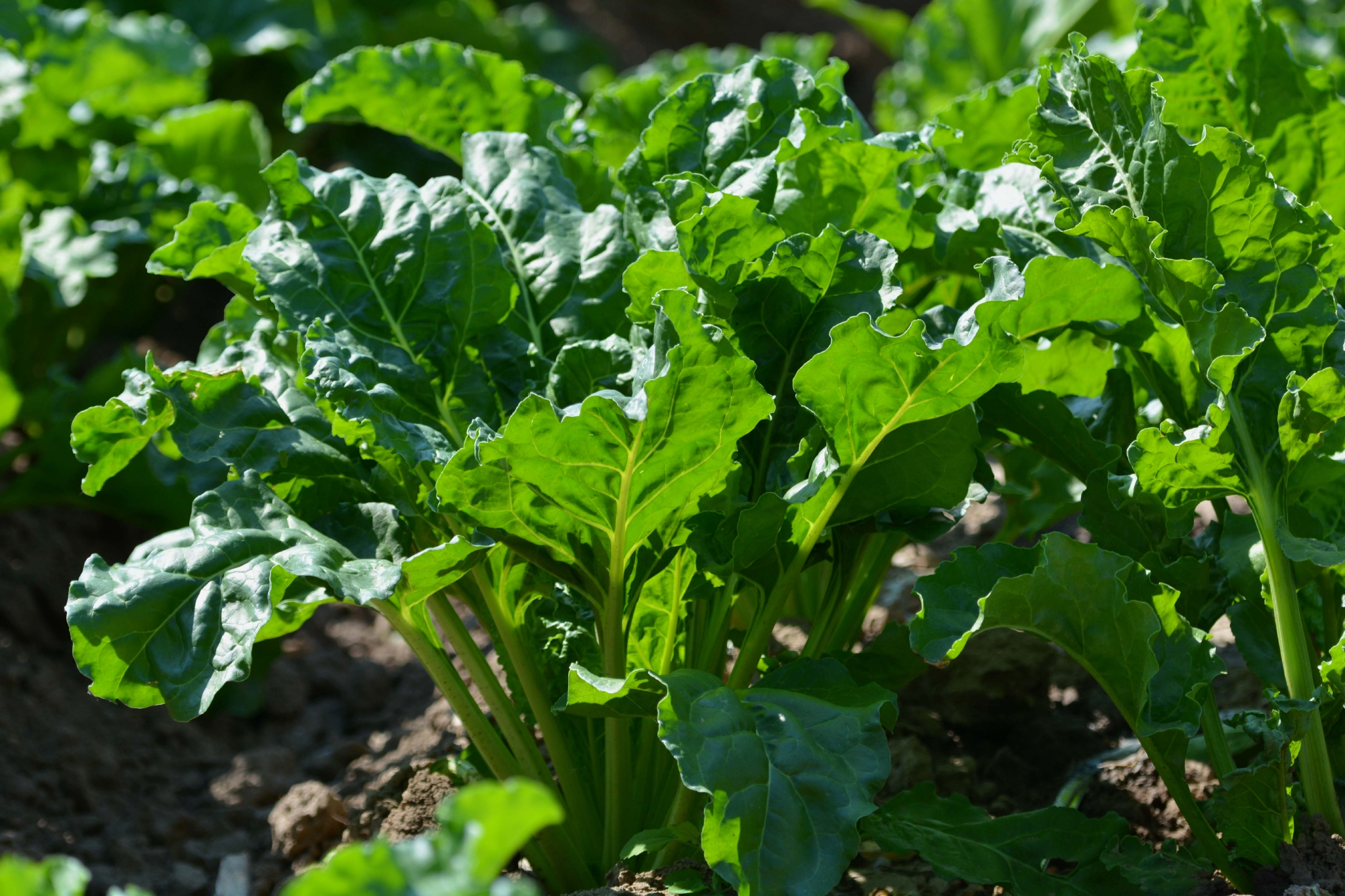 北方植物甜菜的叶子原创拍摄