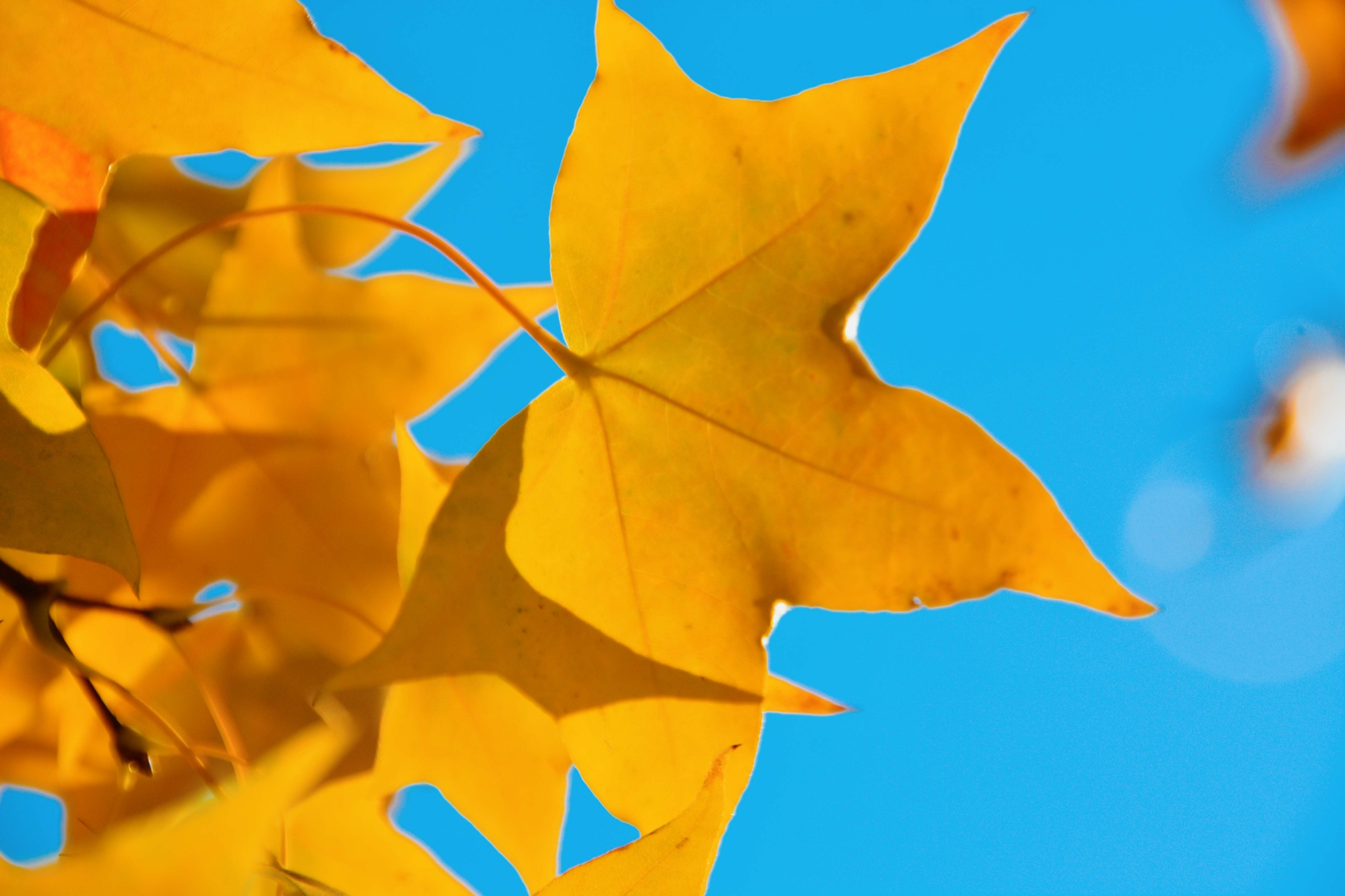 金色枫叶,原创拍摄_高清图集_新浪网