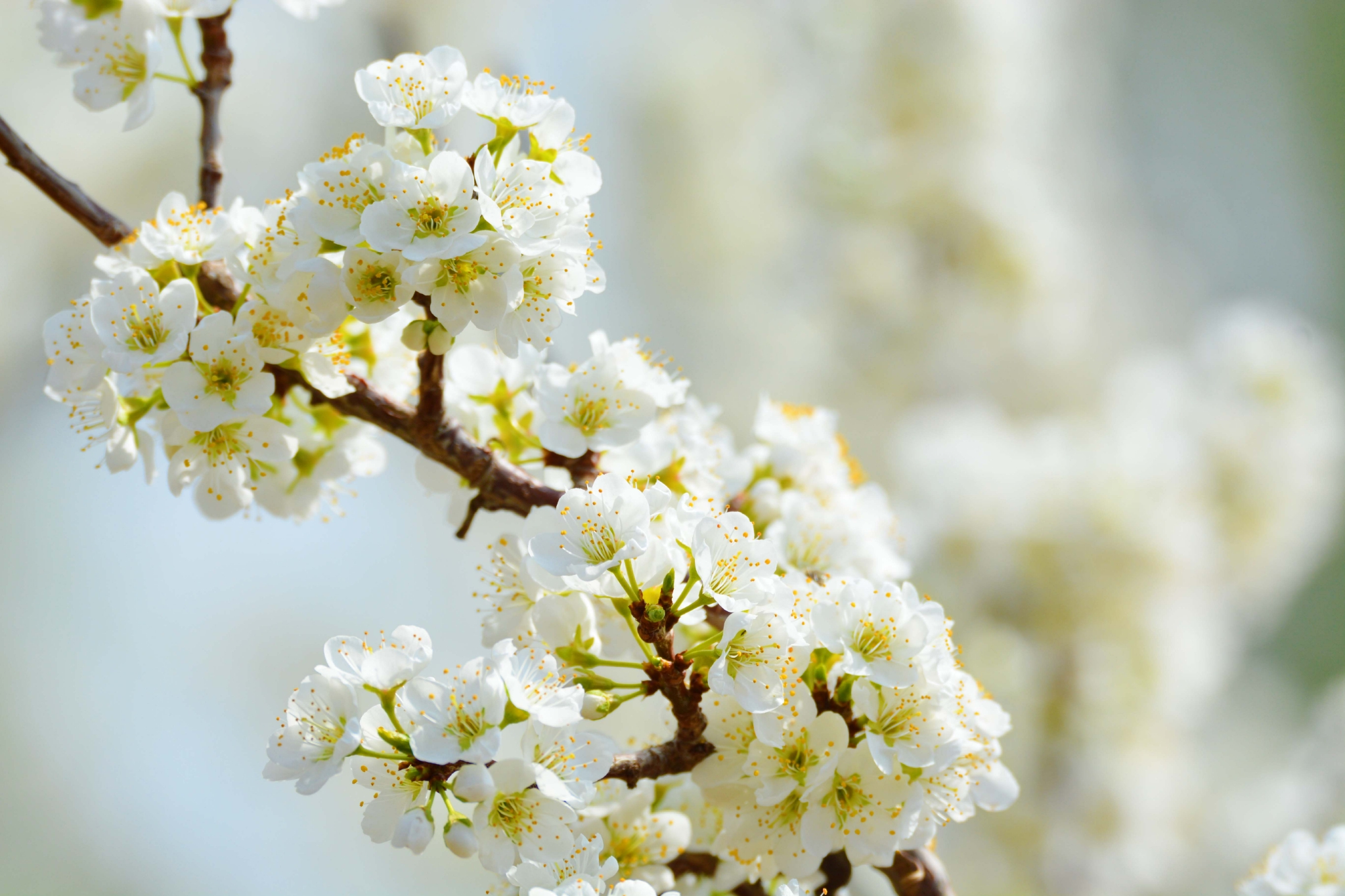 春天的李子花原创拍摄
