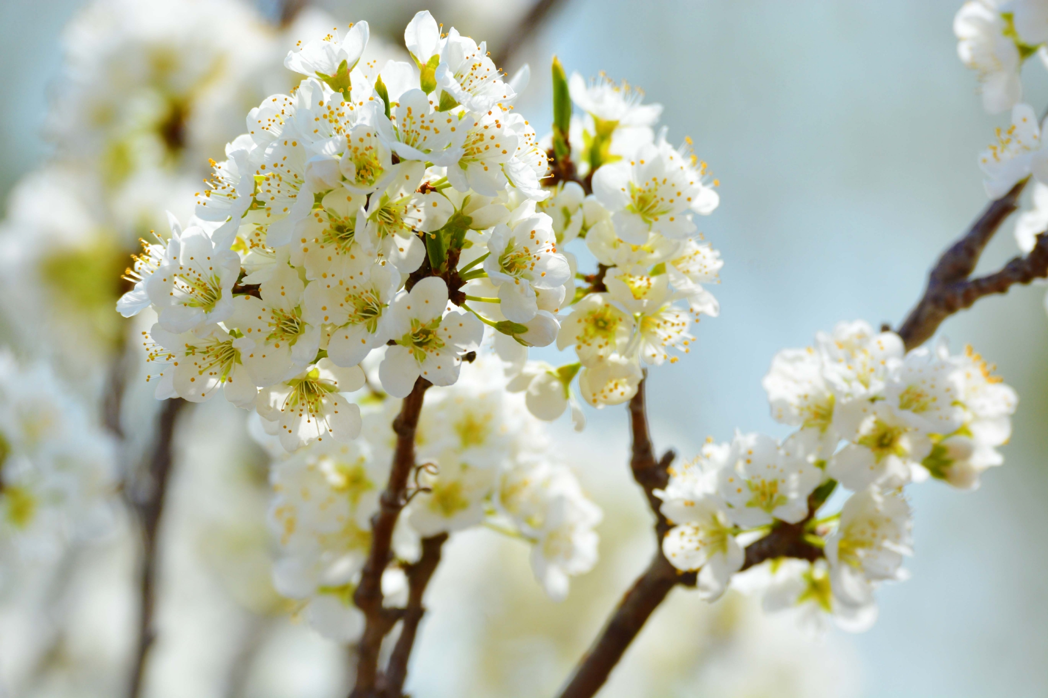 春天的李子花原创拍摄