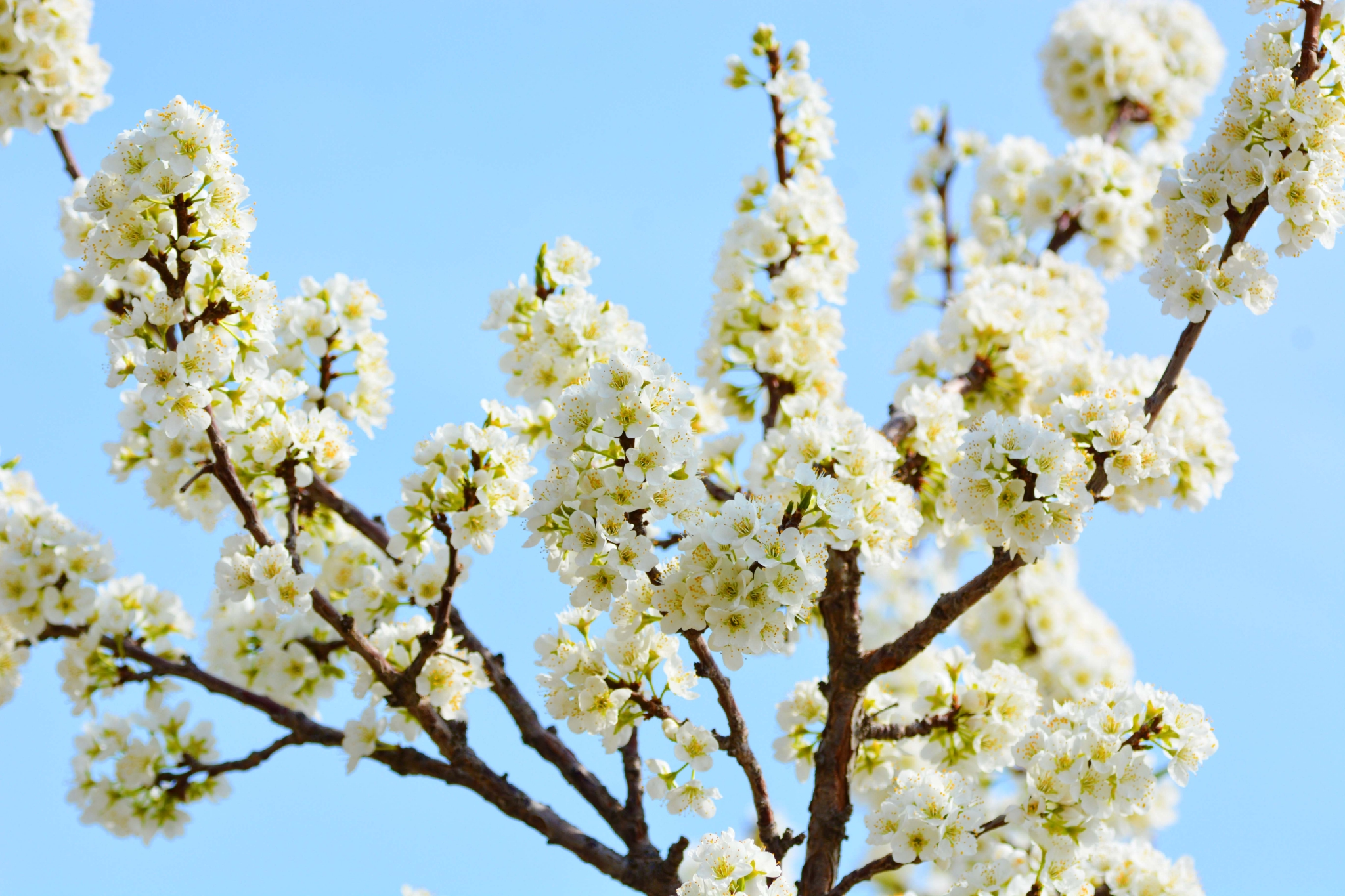 春天的李子花,原创拍摄__财经头条