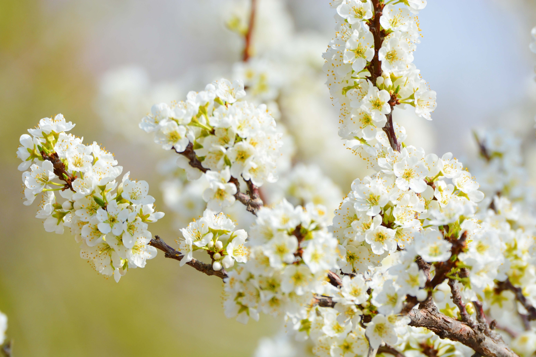 春天的李子花原创拍摄