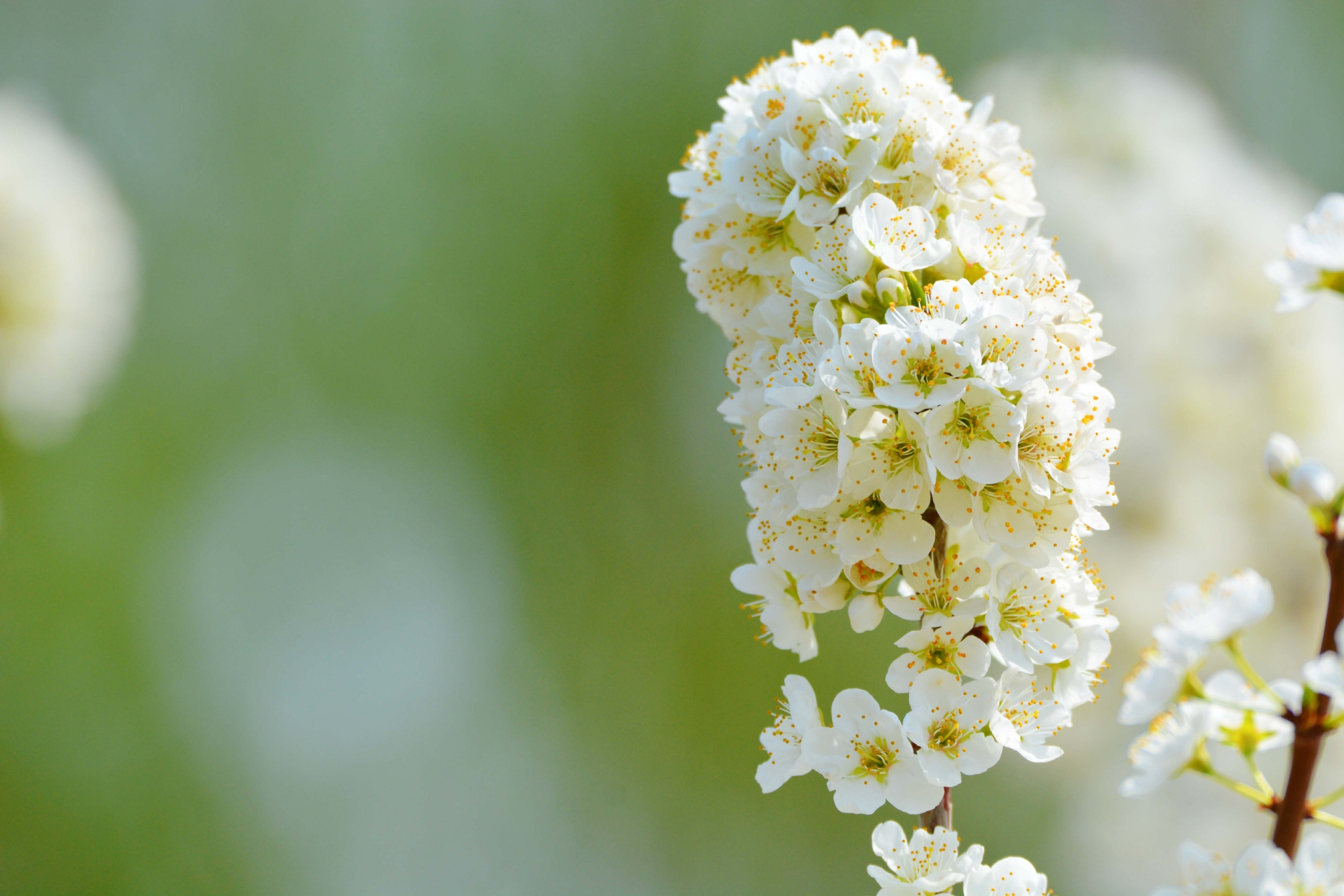 春天的李子花,原创拍摄__财经头条